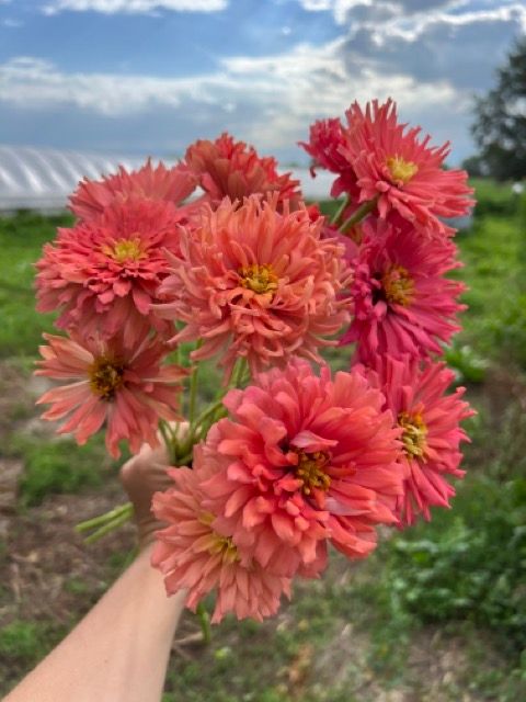 ZINNIA elegans Senora