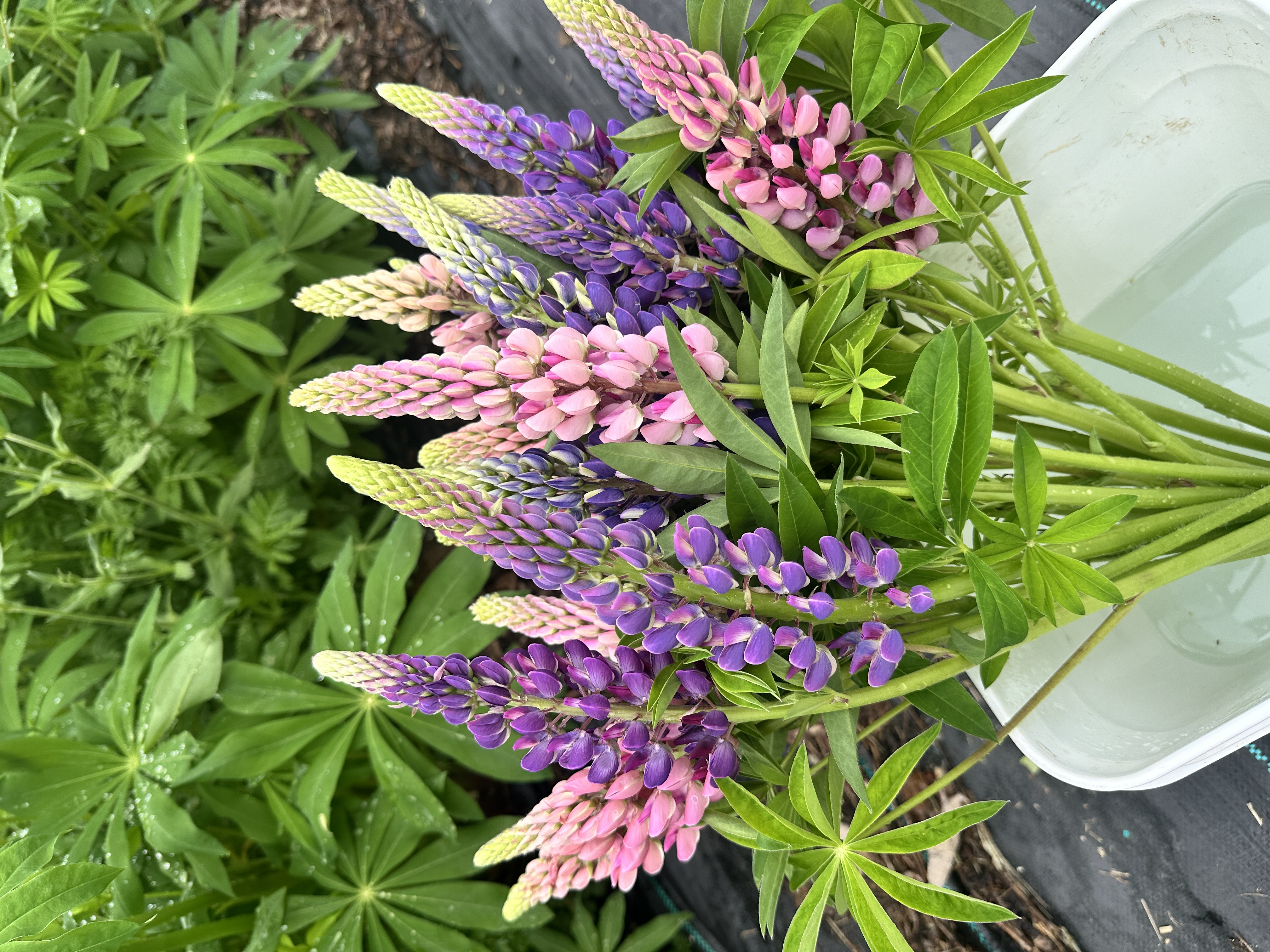 LUPINUS perennis