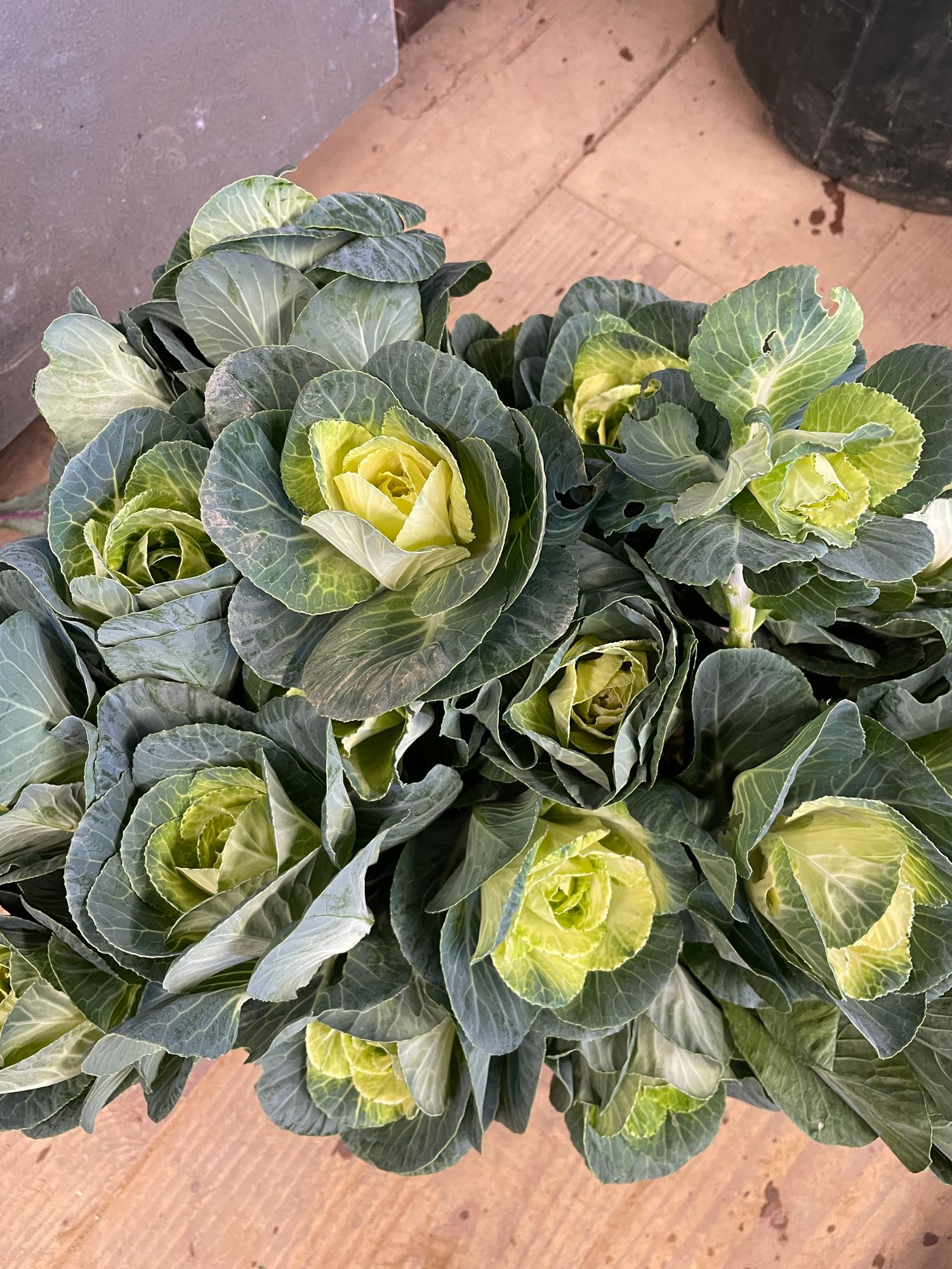 BRASSICA