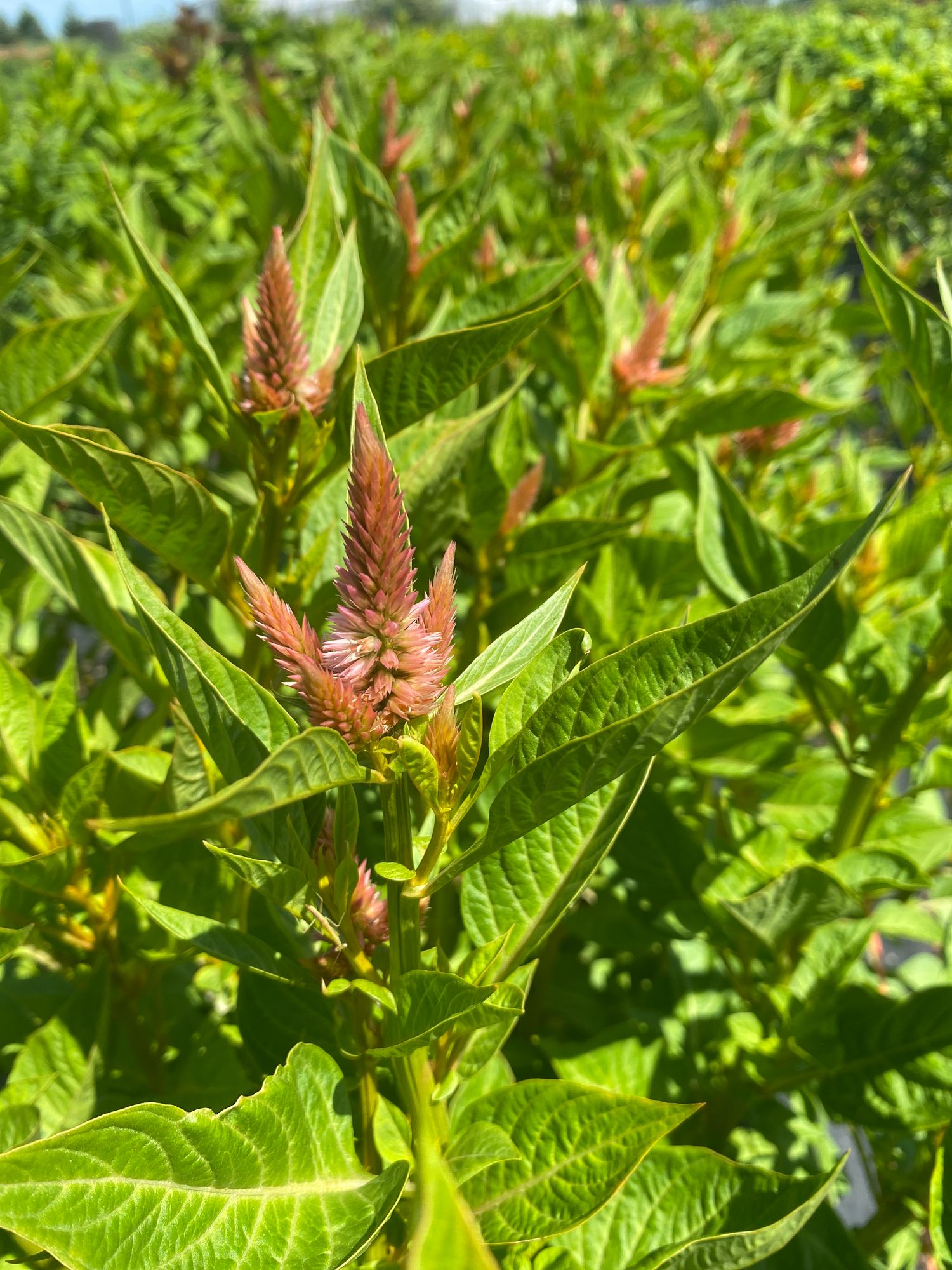 CELOSIA argentea spicata Celway Terracotta