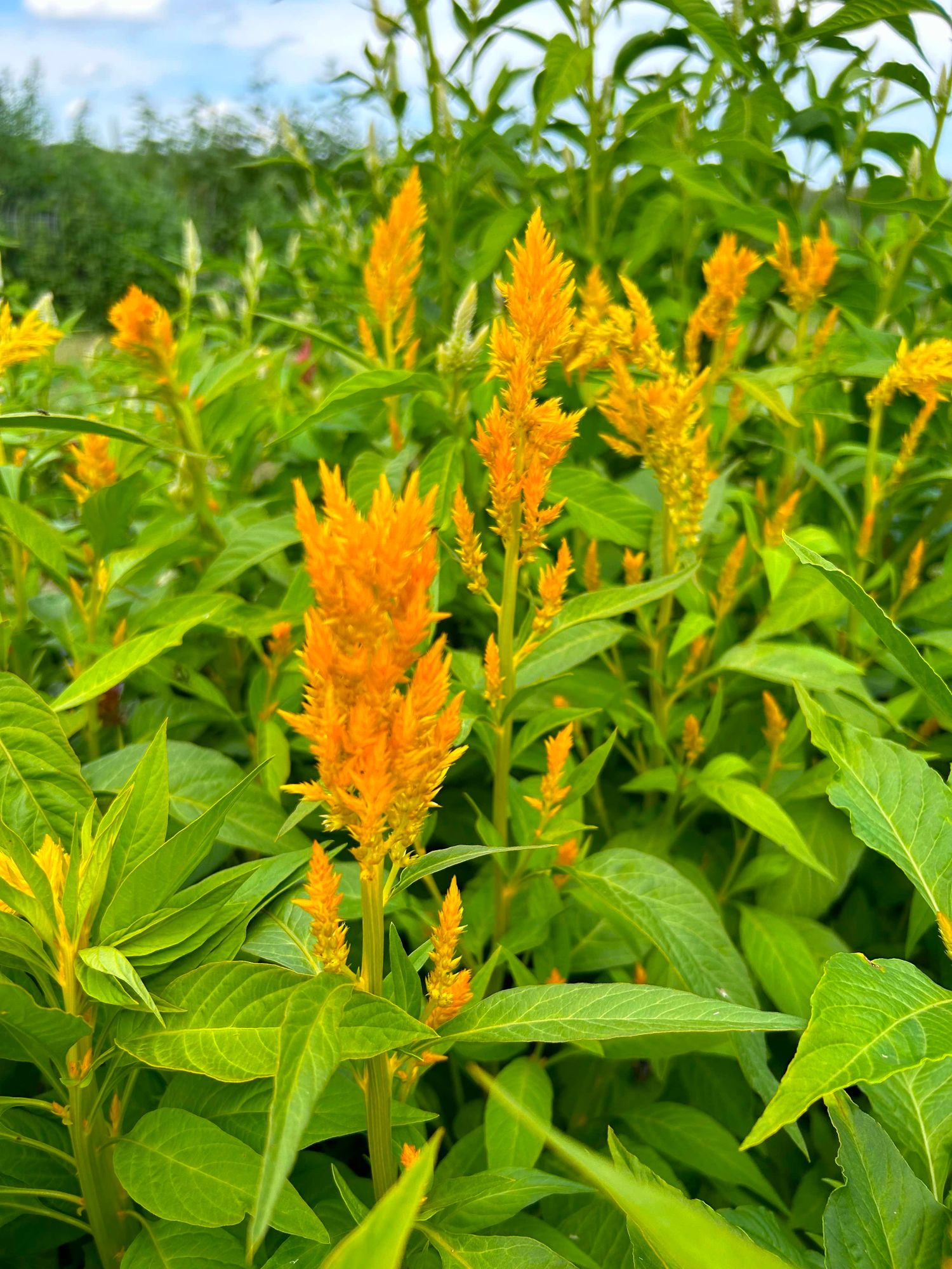 CELOSIA argentea var. cristata Sunday Gold