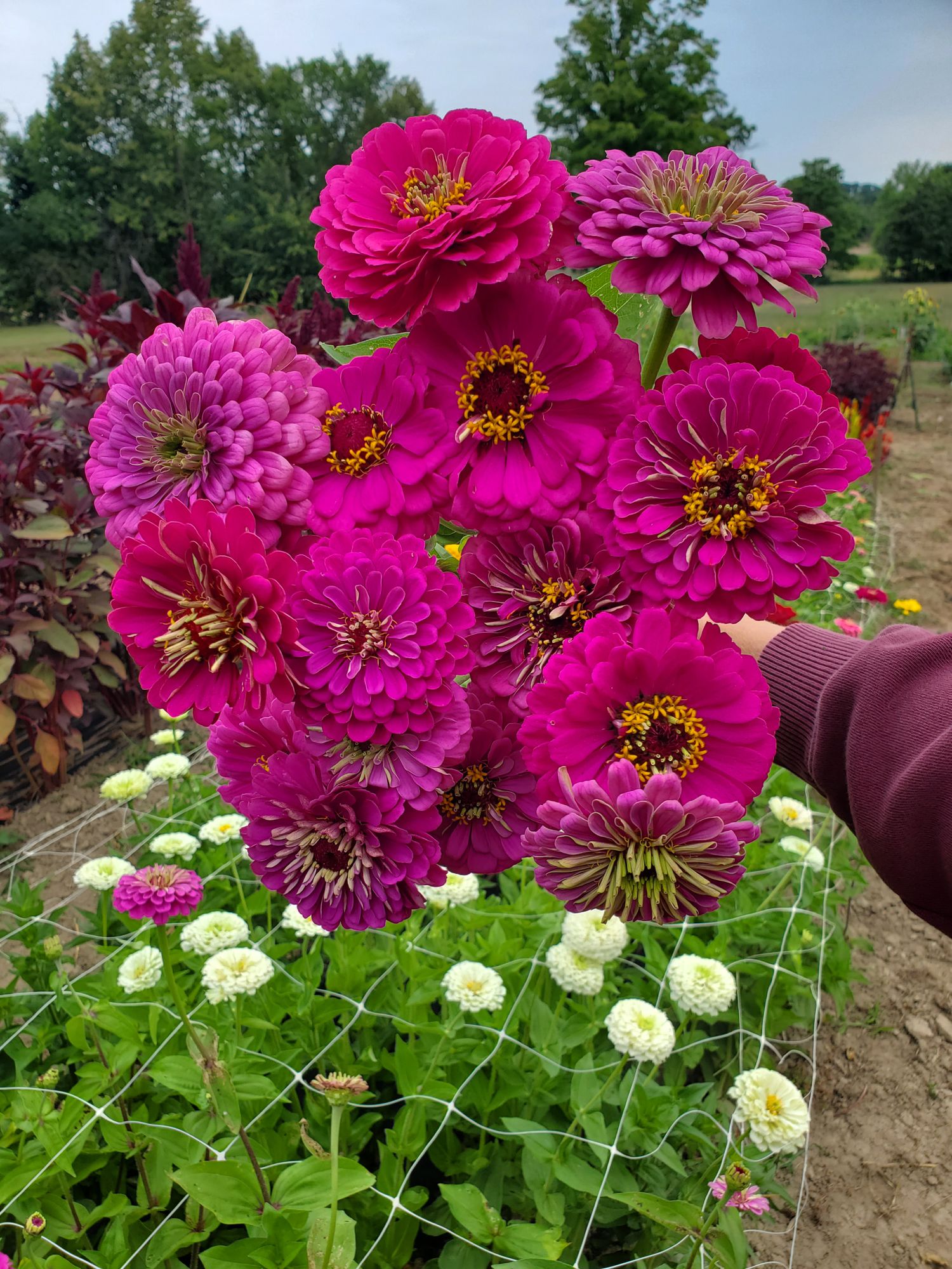 ZINNIA elegans Benarys Giant