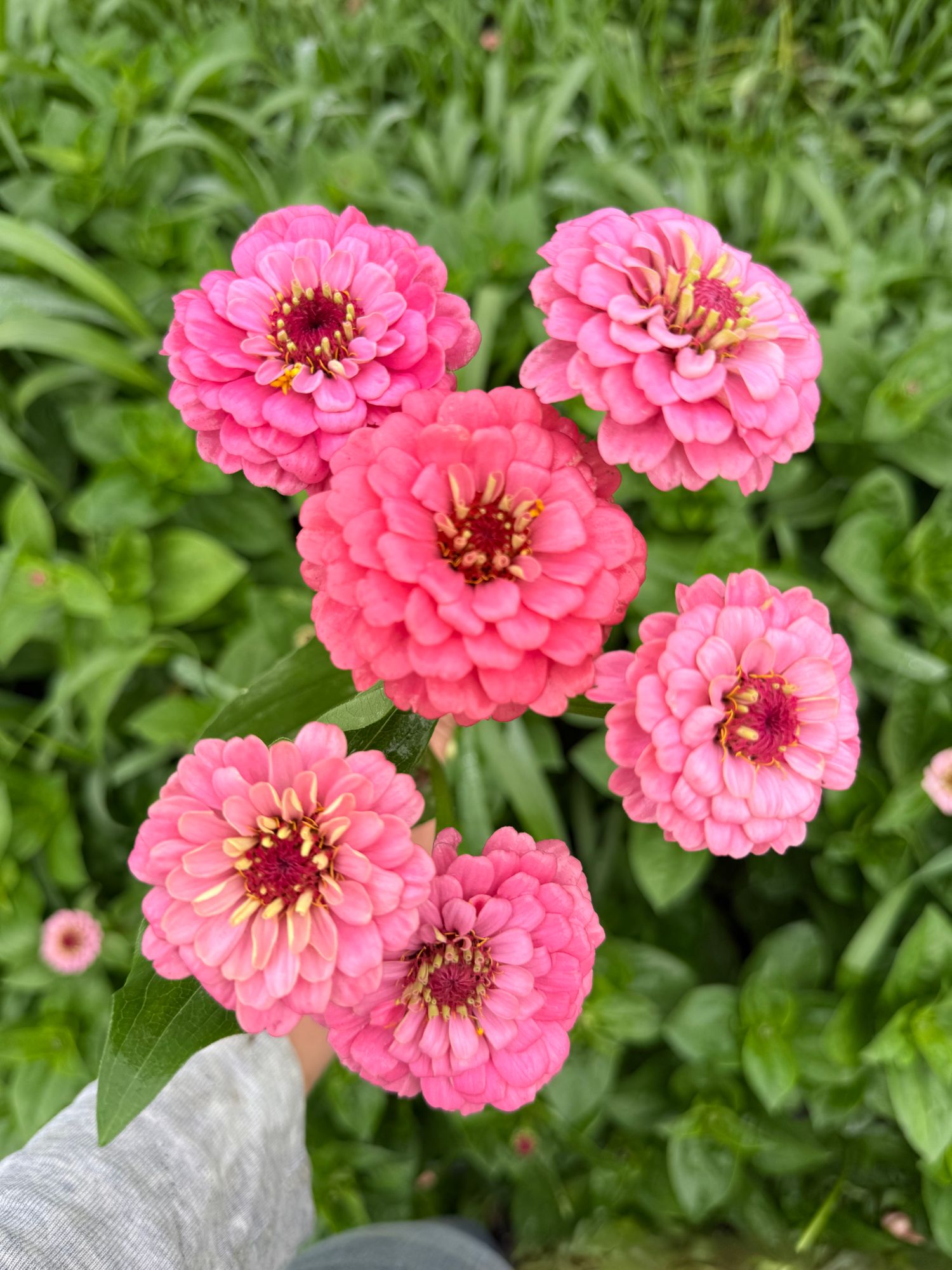 ZINNIA elegans Oklahoma Series