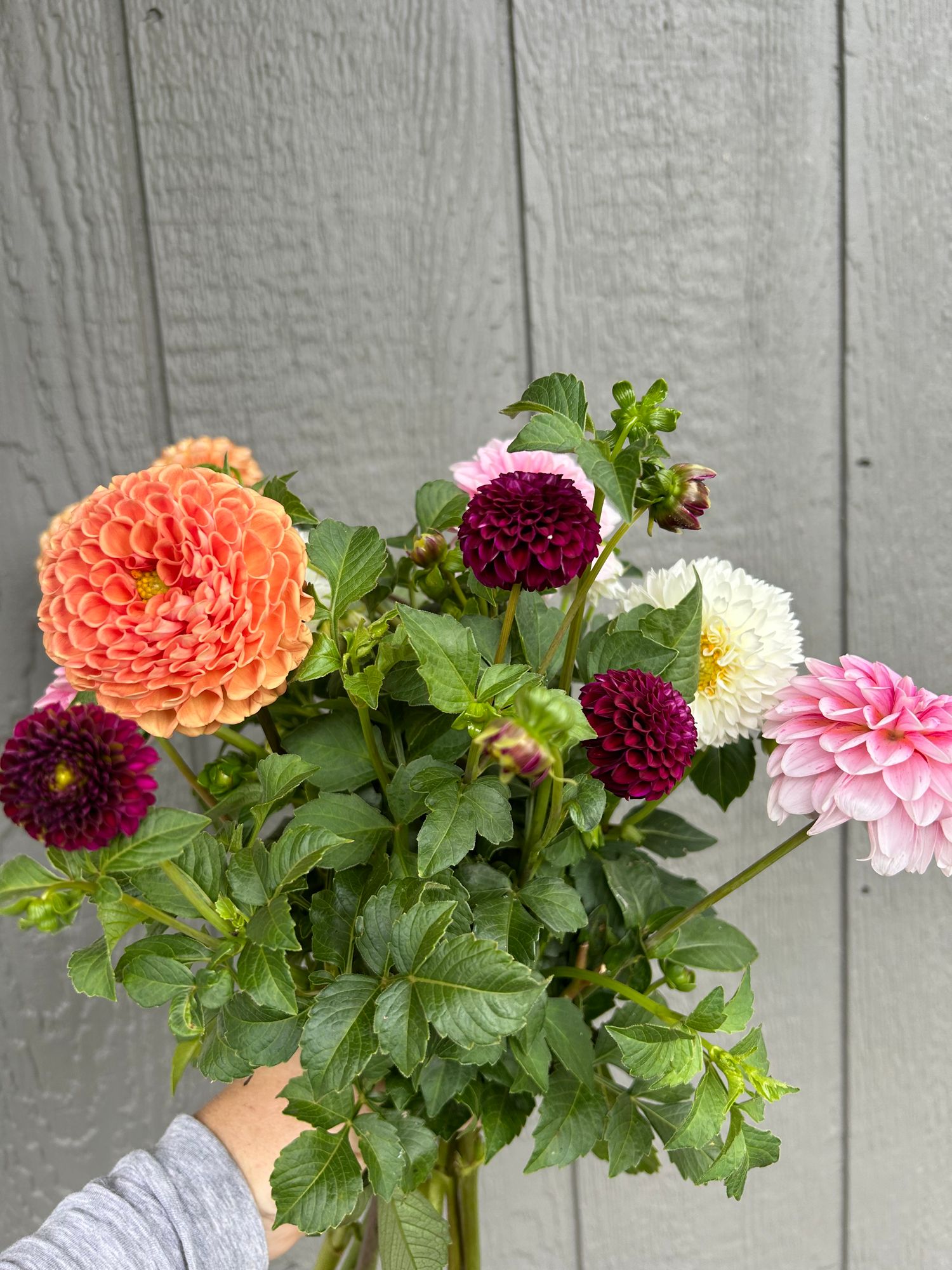 DAHLIA Ball