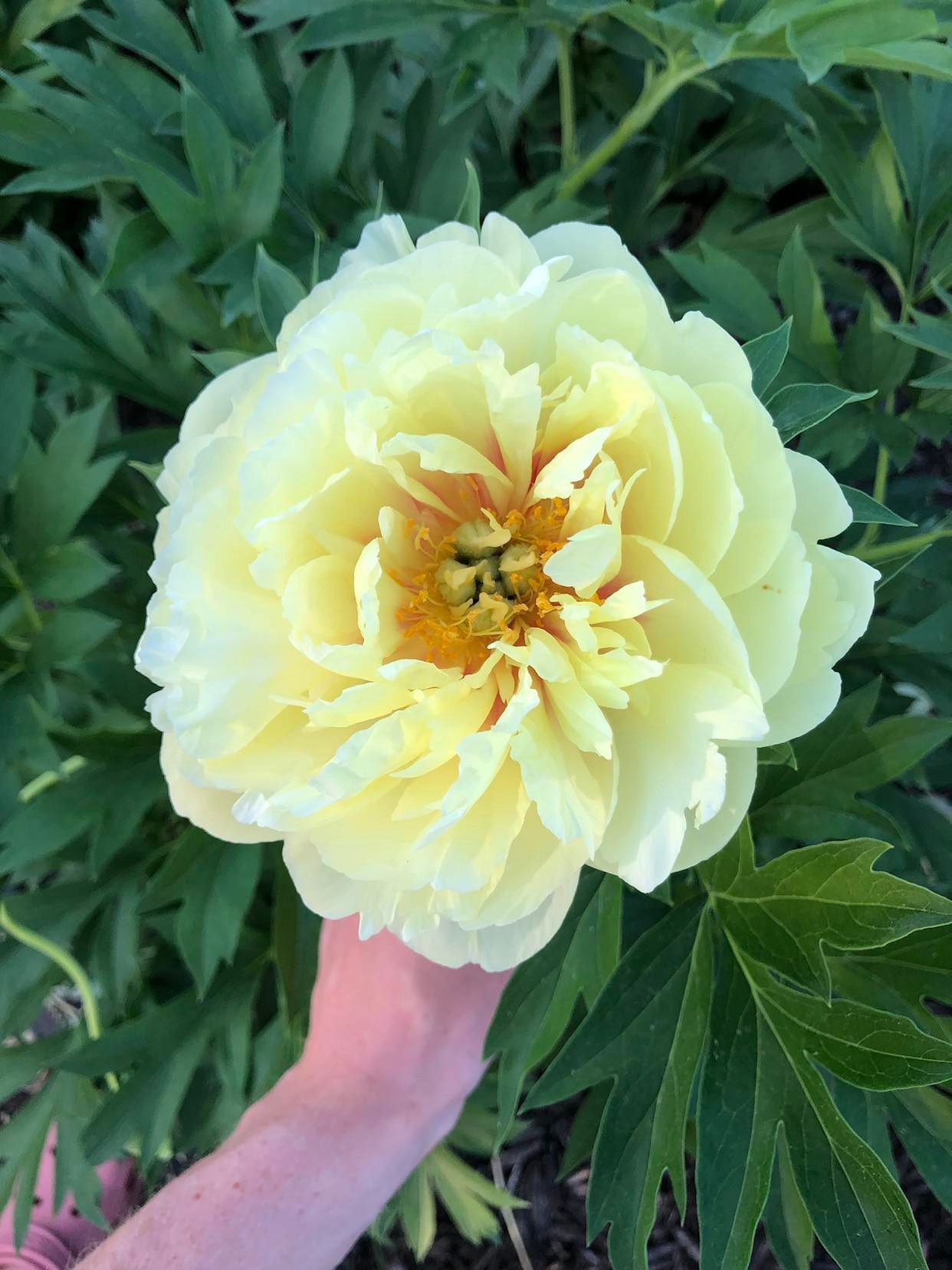 PAEONIA Intersectional Bartzella Itoh