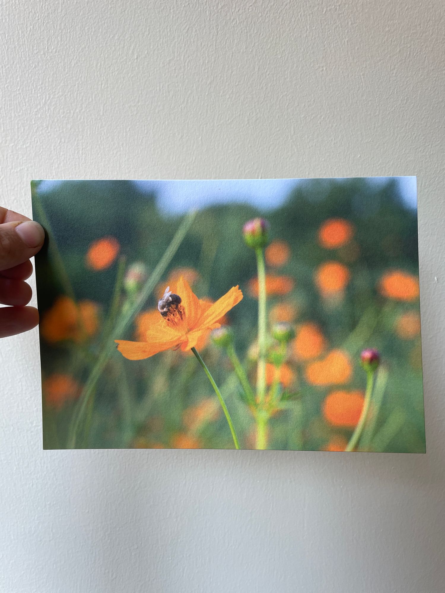 Blank Photo Card Bee+Cosmos & Elderberry w/envelope