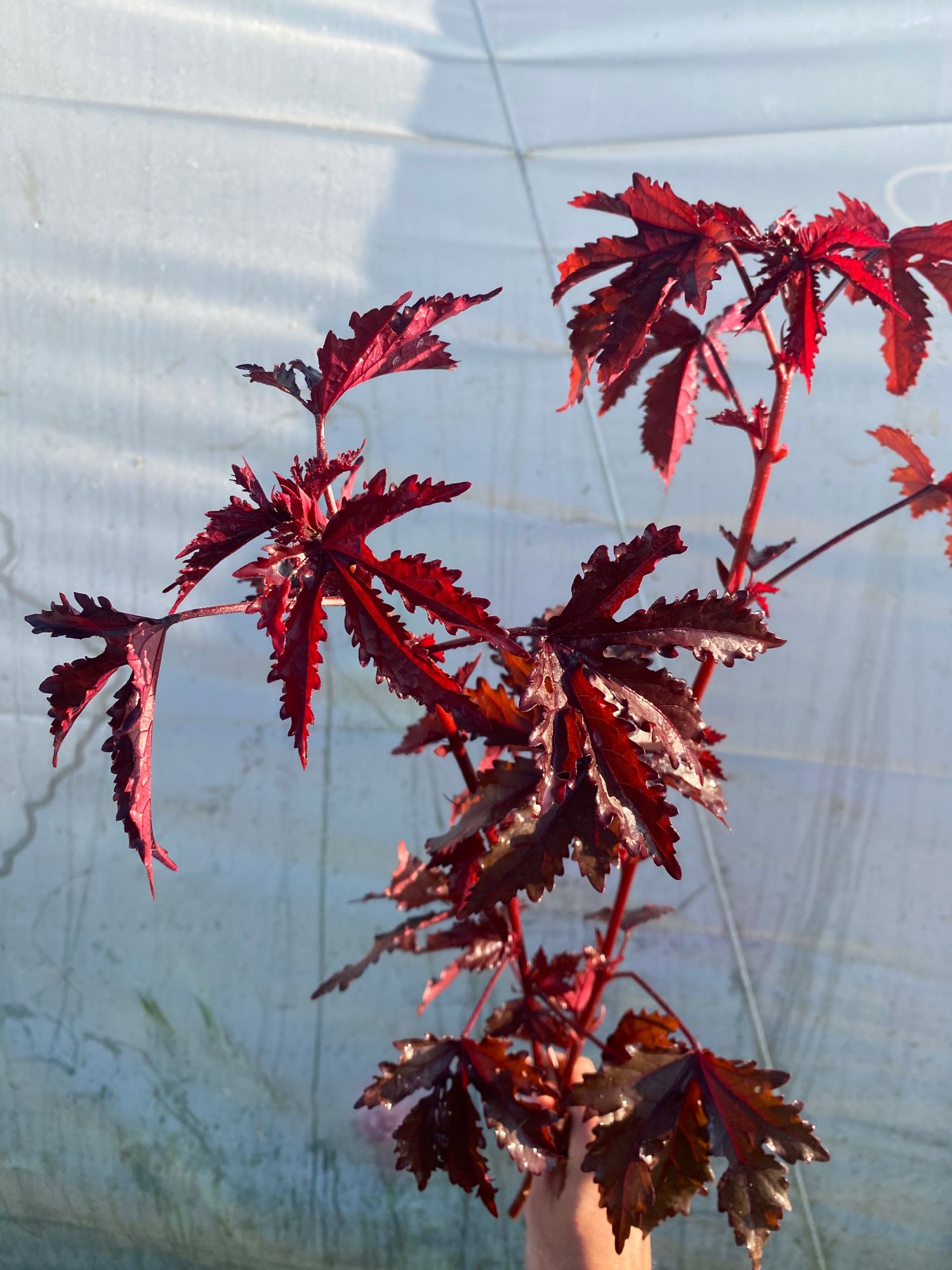 HIBISCUS acetosella