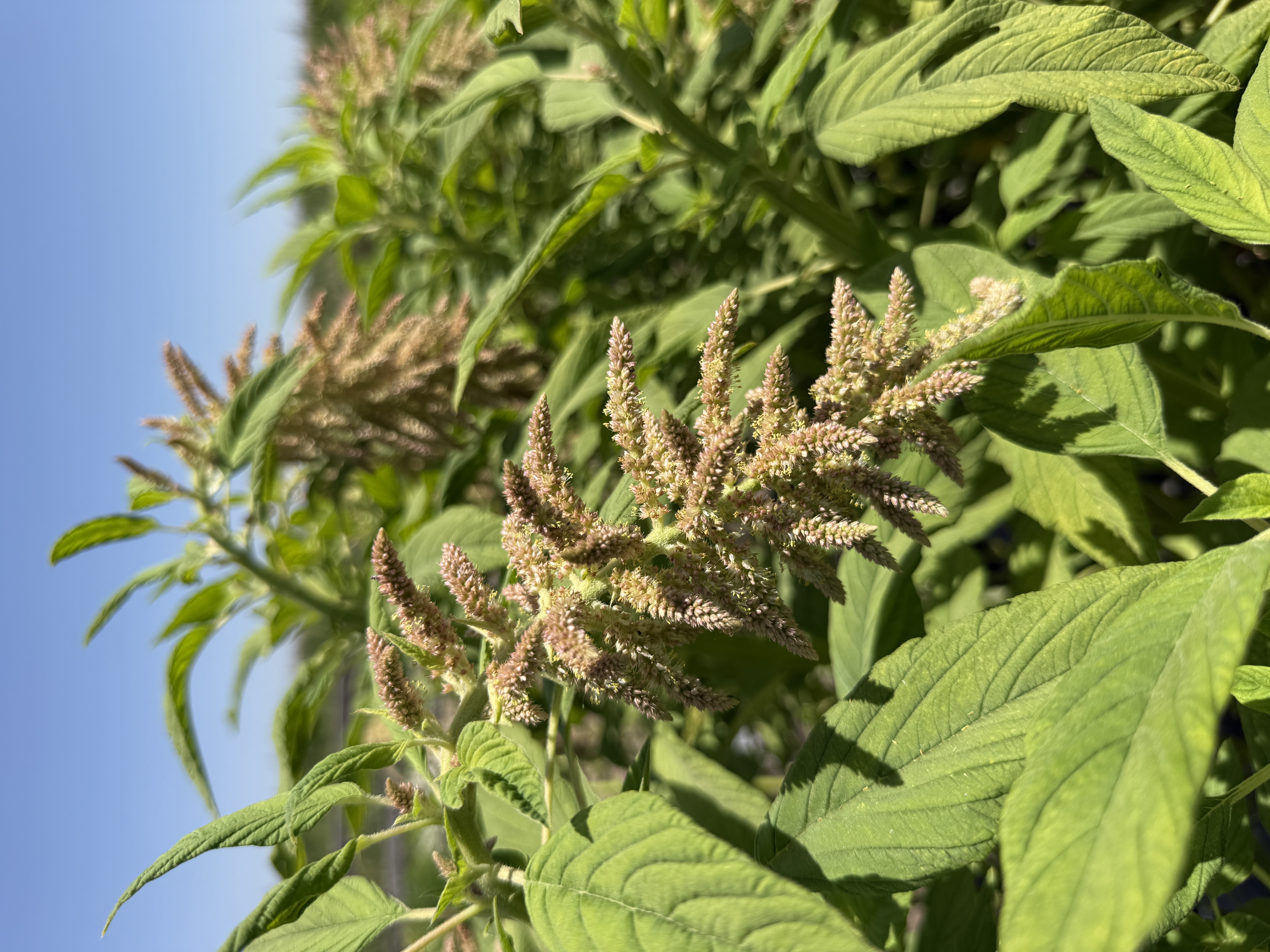 AMARANTHUS caudatus Coral Fountains