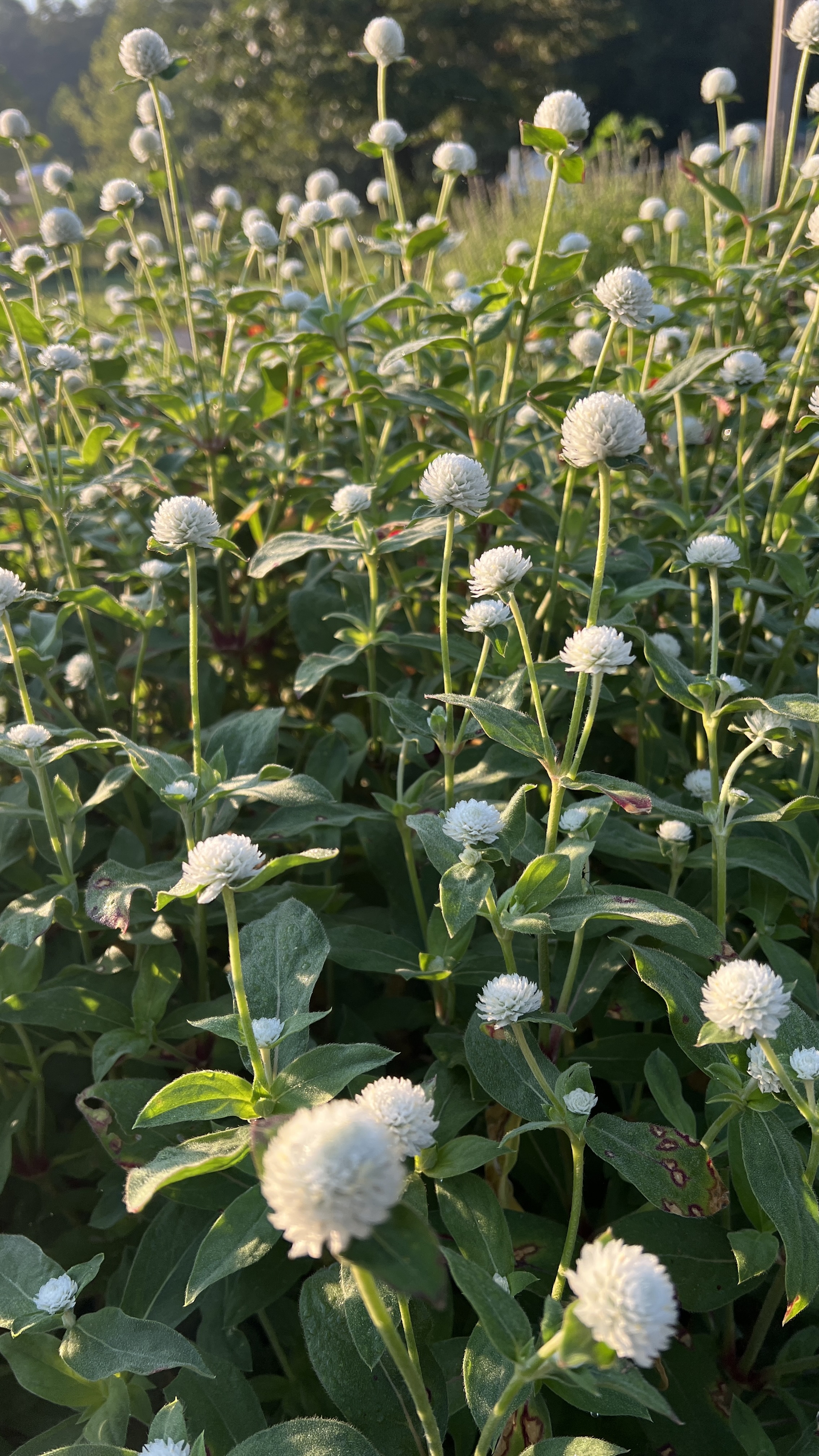 GOMPHRENA globosa