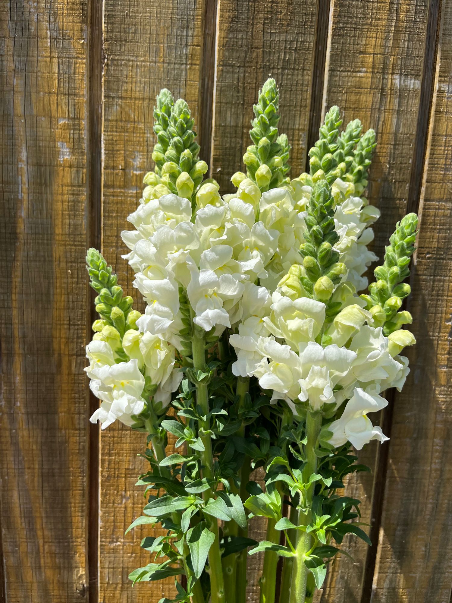 ANTIRRHINUM majus Potomac Ivory