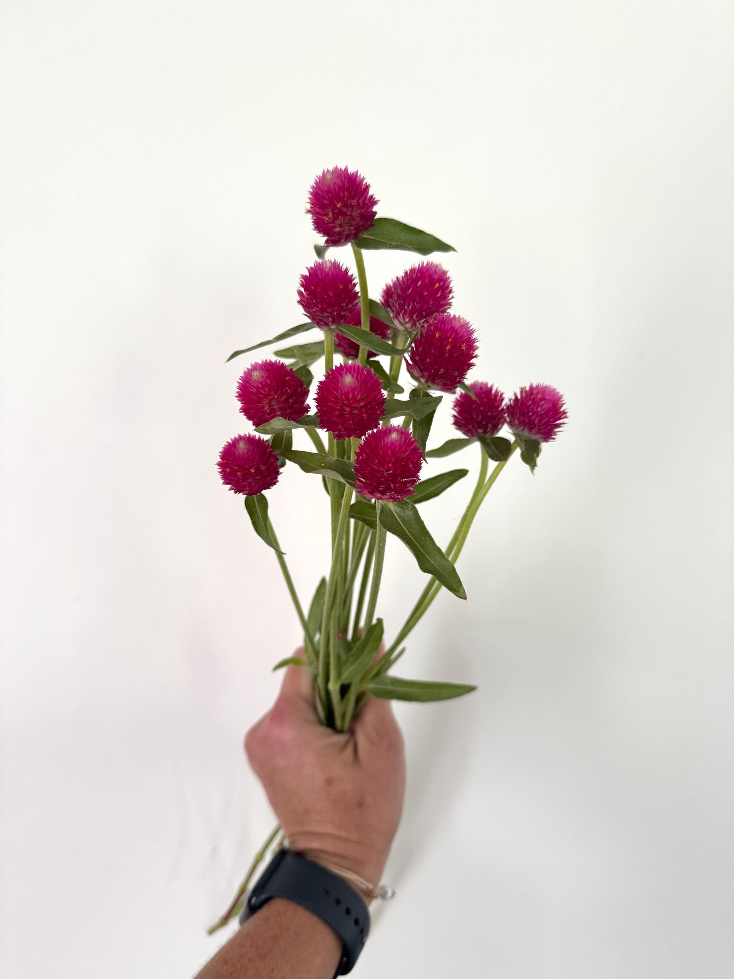 GOMPHRENA haageana