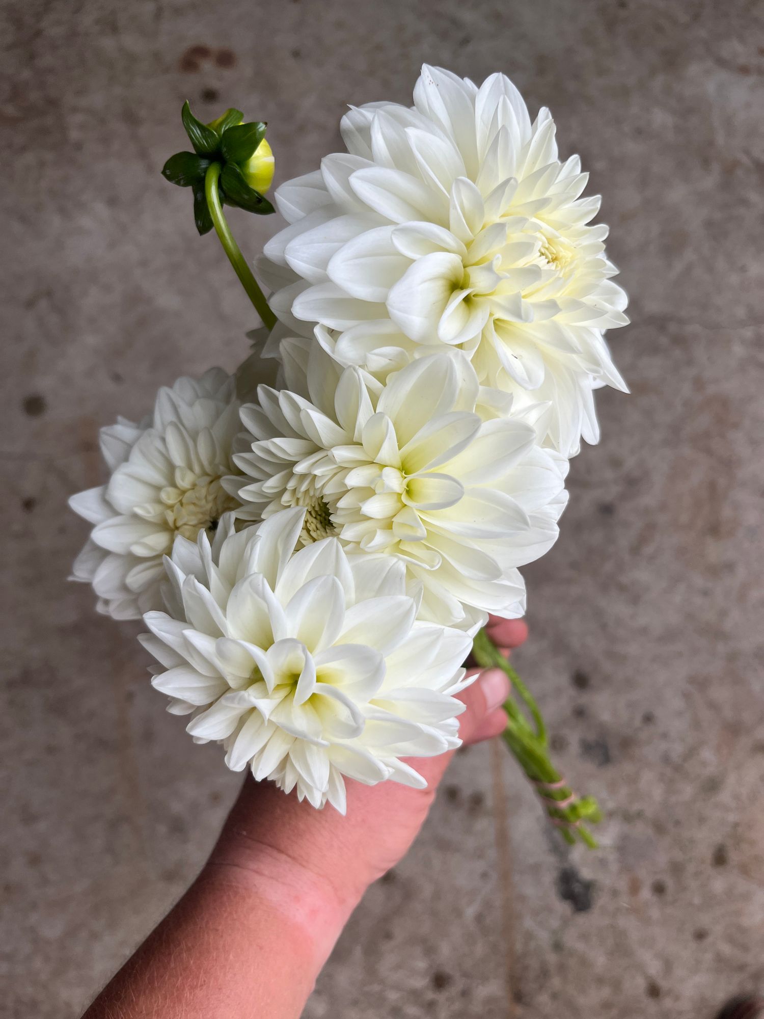 DAHLIA Center Court