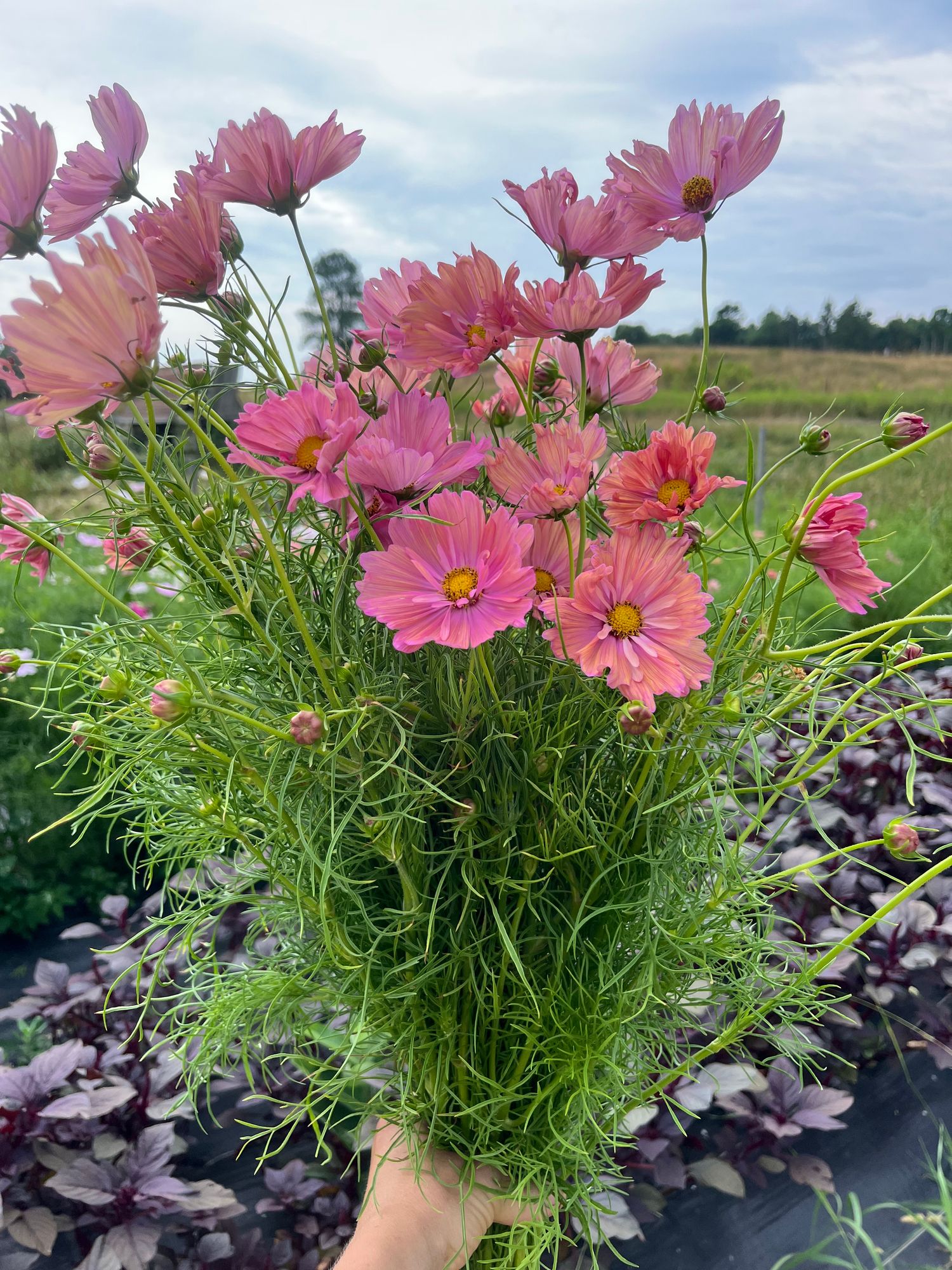 COSMOS bipinnatus Apricotta