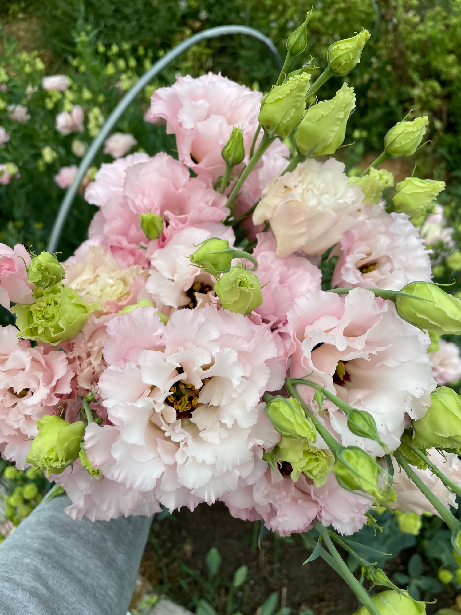 EUSTOMA grandiflorum Voyage