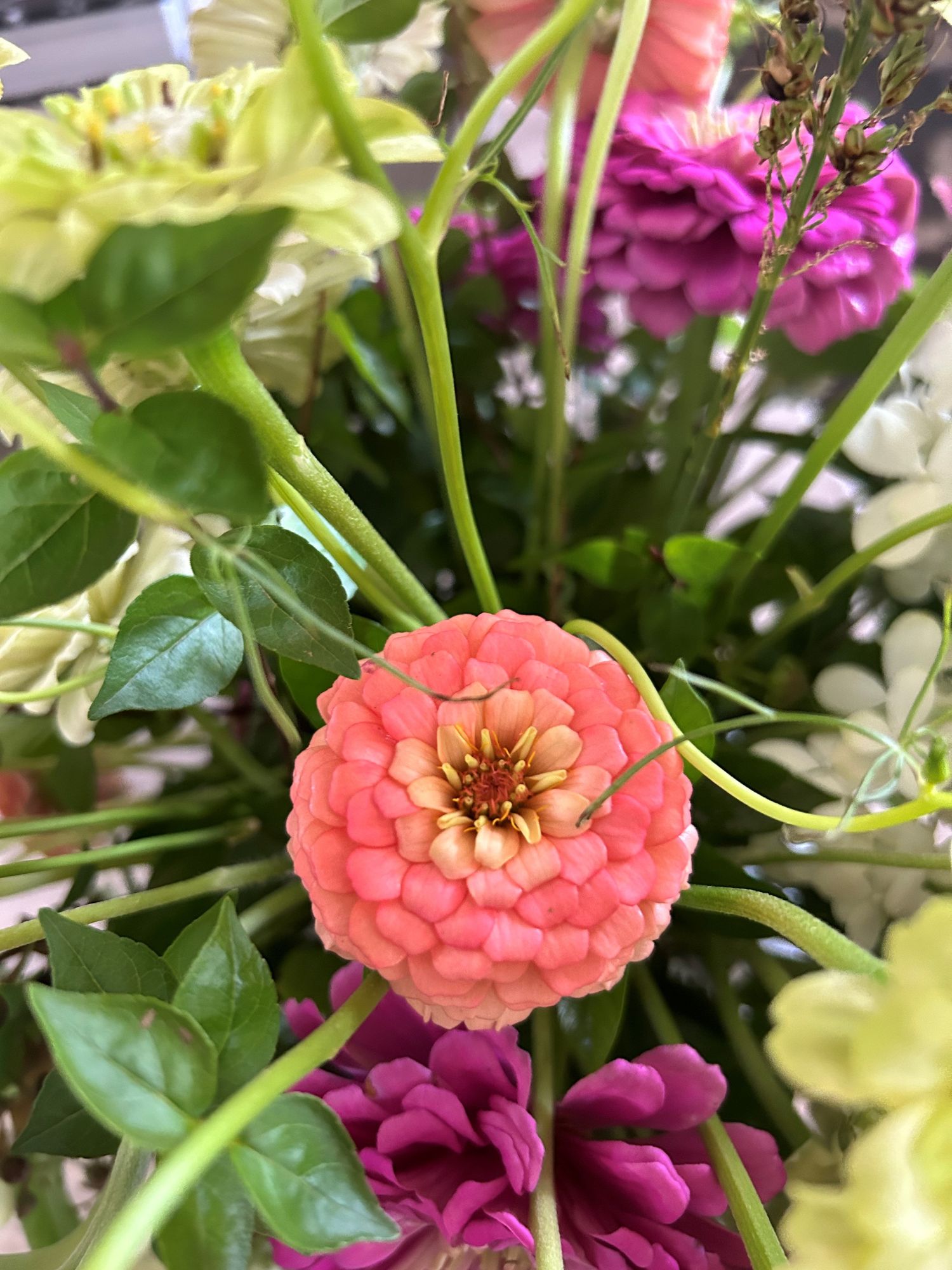 ZINNIA elegans Oklahoma Salmon
