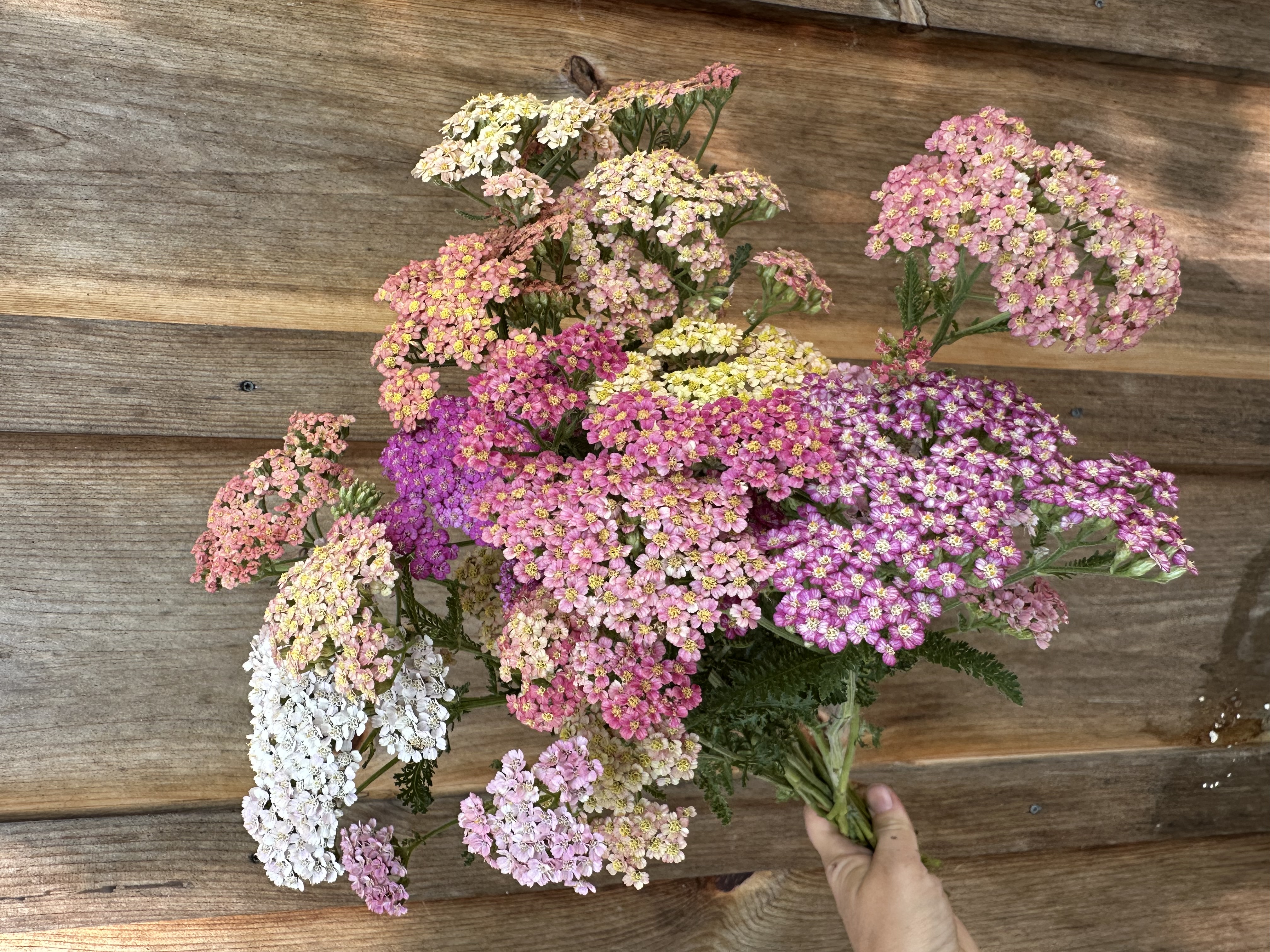 ACHILLEA millefolium Summer Berries