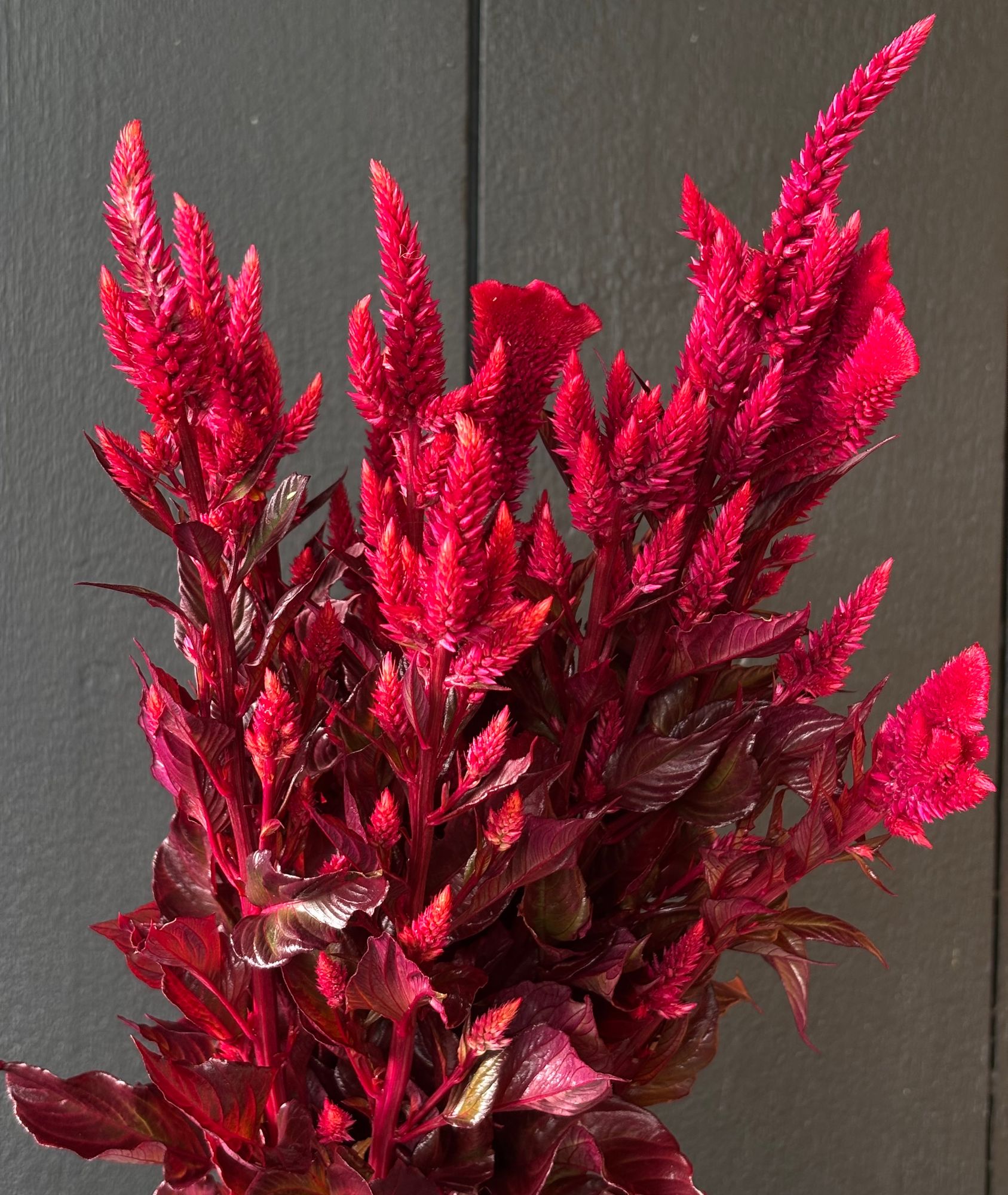 CELOSIA argentea