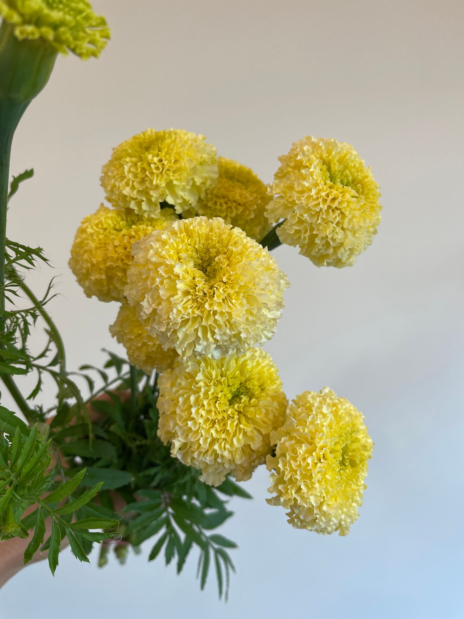 TAGETES erecta White Swan