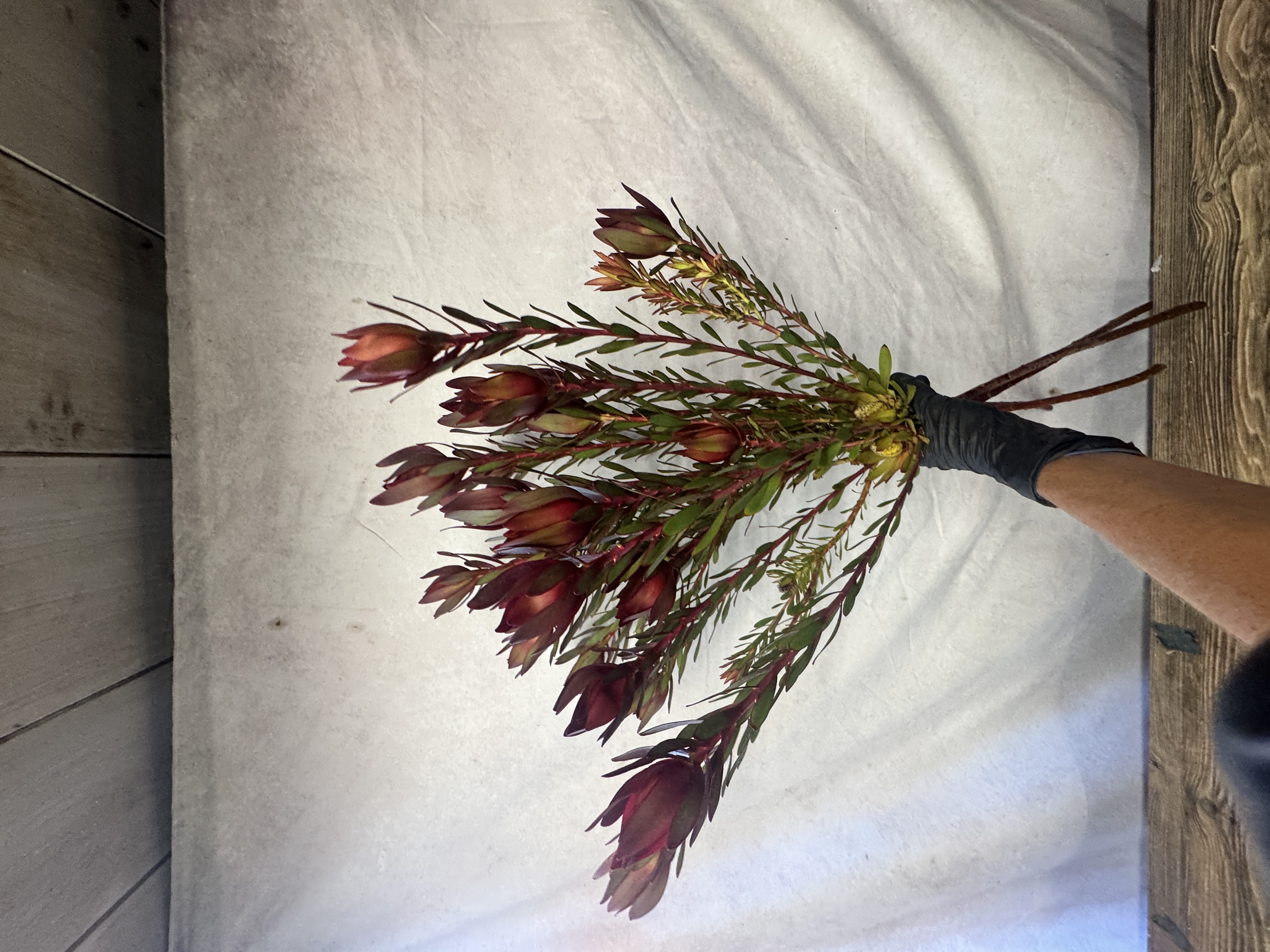 LEUCADENDRON Safari Sunset