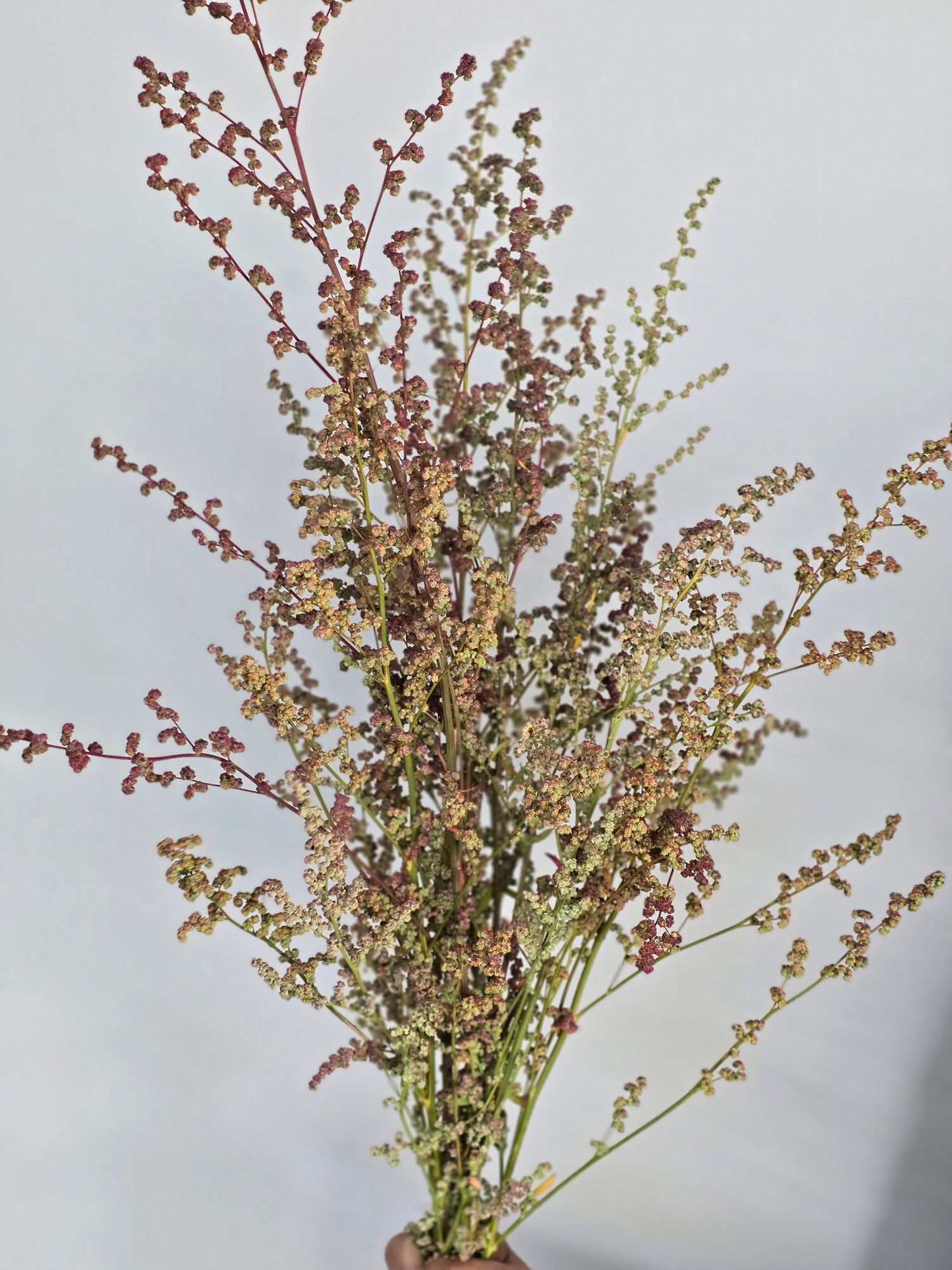 CHENOPODIUM album