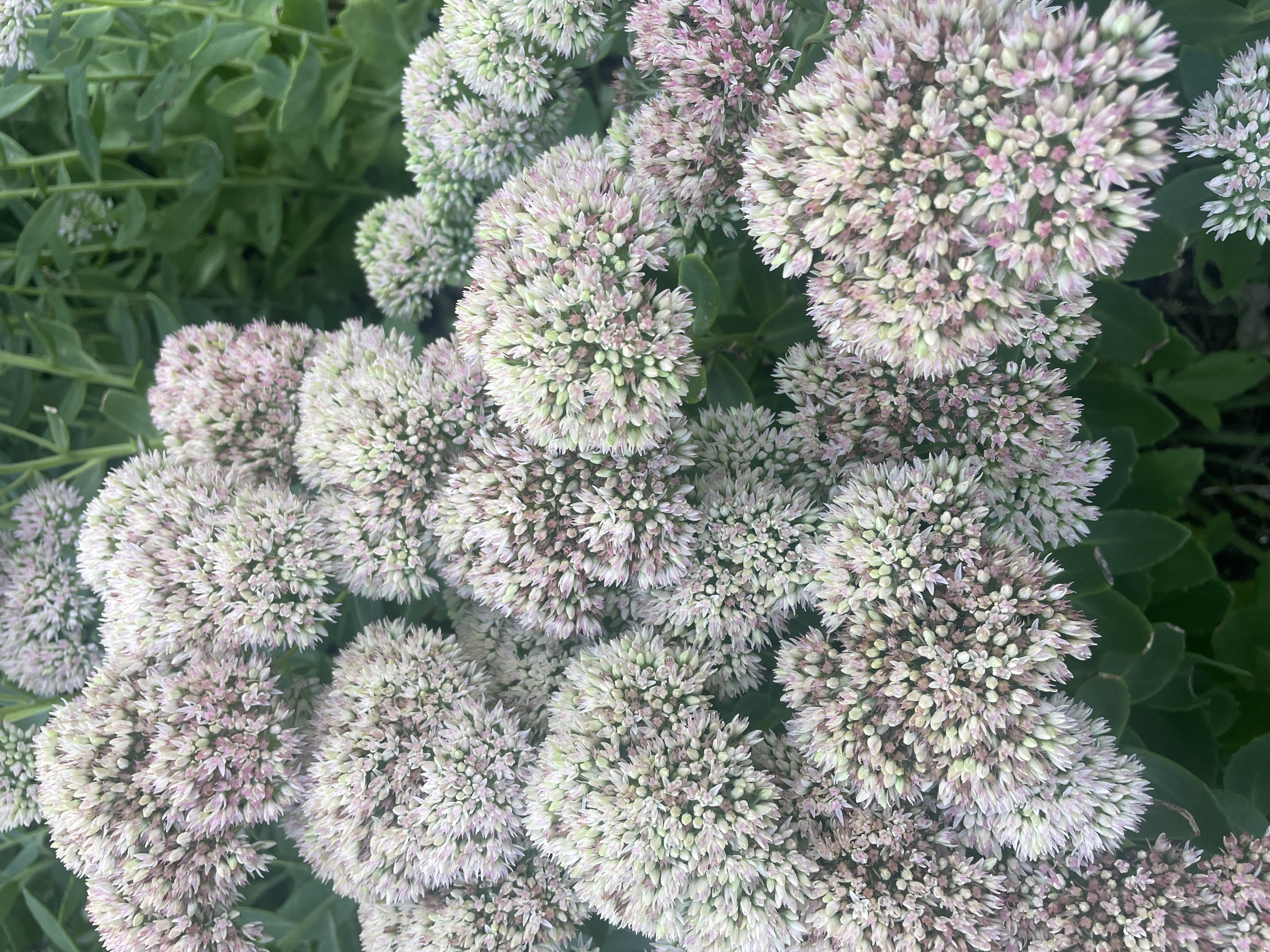 HYLOTELEPHIUM spectabile Autumn Joy
