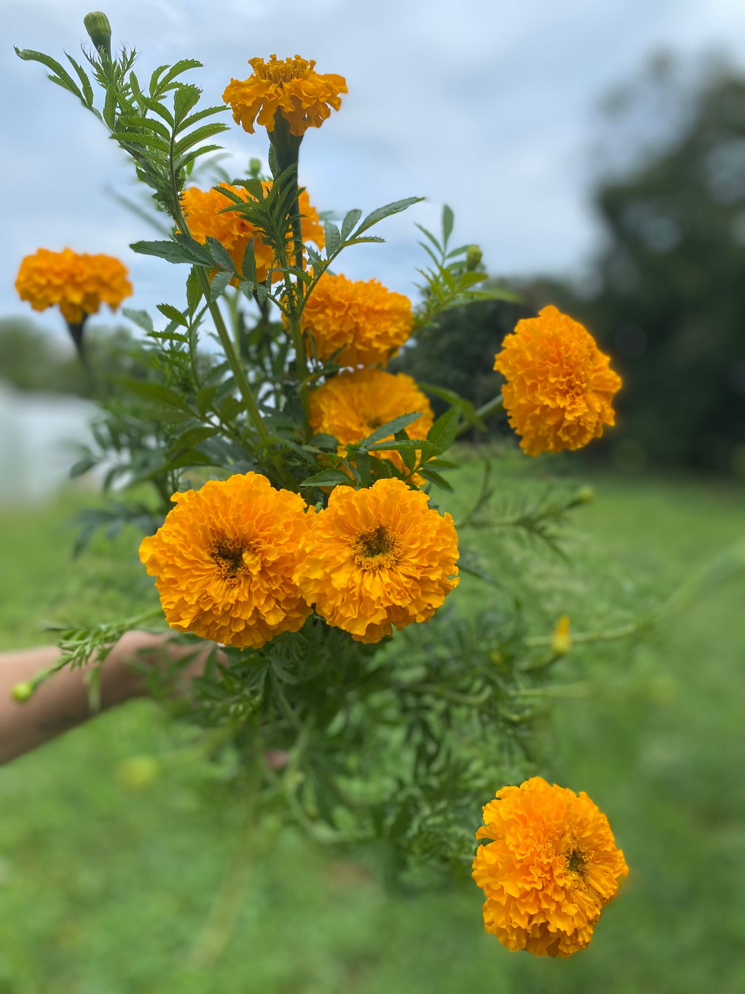 TAGETES erecta Coco