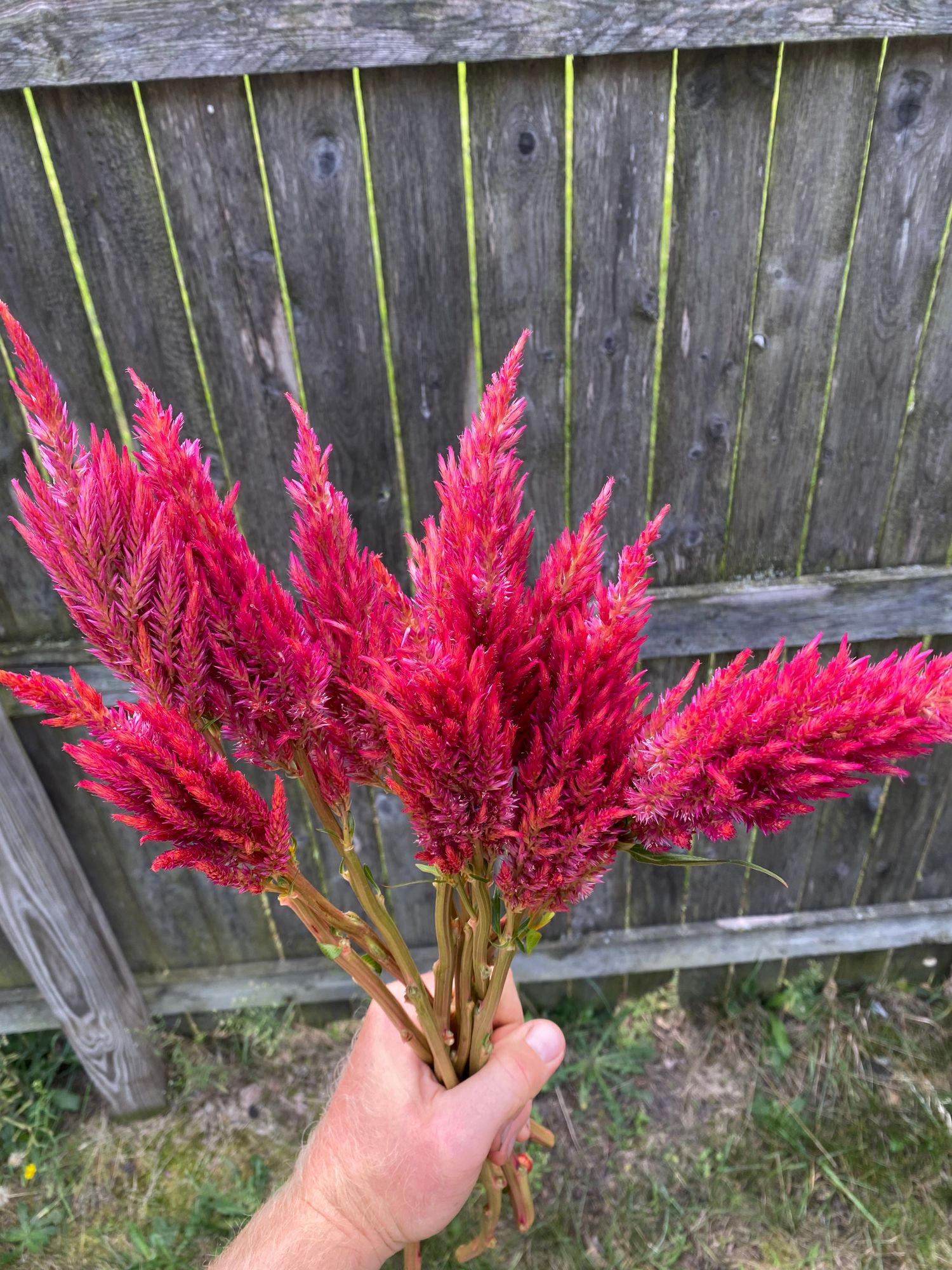 CELOSIA argentea var. plumosa Sunday Cherry