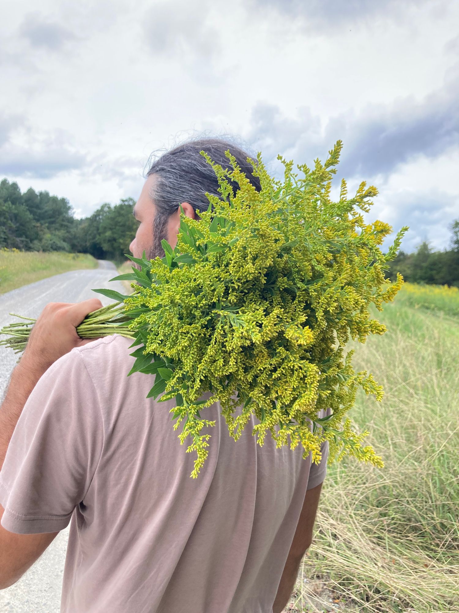 SOLIDAGO