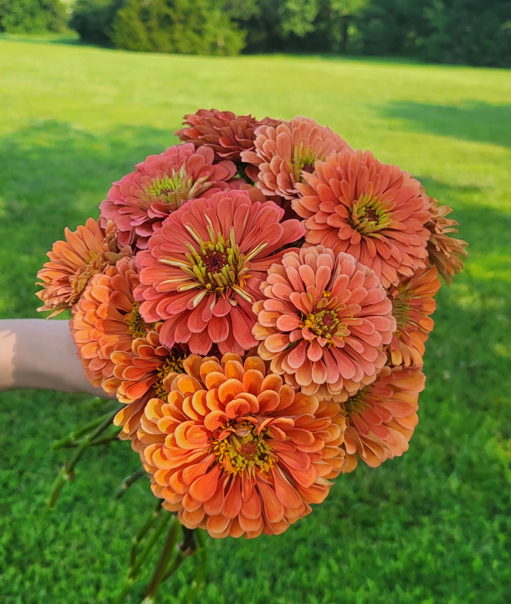 ZINNIA elegans Benarys Giant Salmon Rose