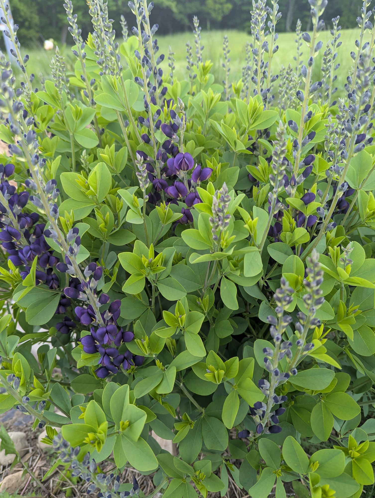 BAPTISIA australis
