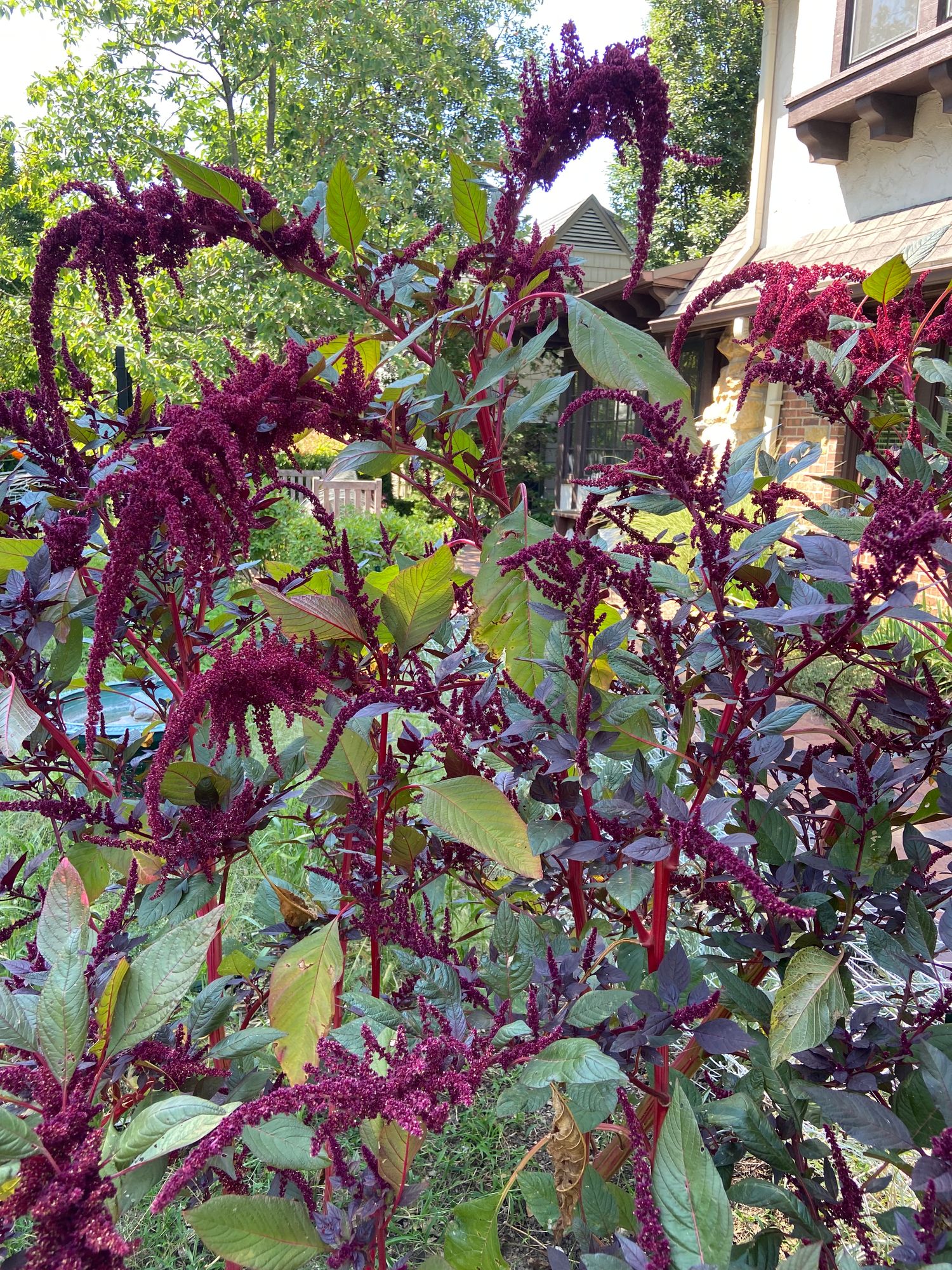 AMARANTHUS cruentus Hopi Red Dye