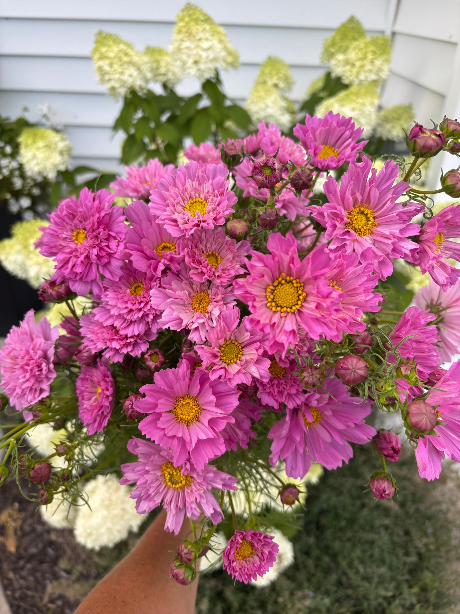 COSMOS bipinnatus Double Click Rose Bon Bon