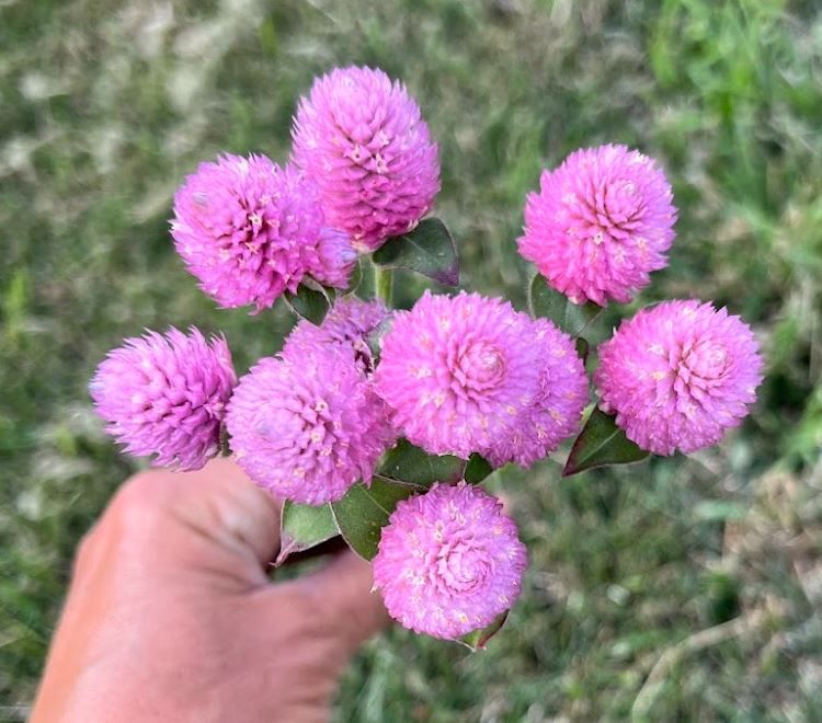 GOMPHRENA globosa Raspberry Cream