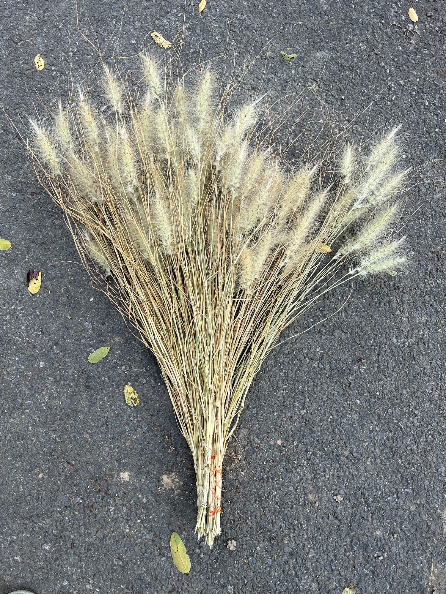 PENNISETUM villosum Feather Top