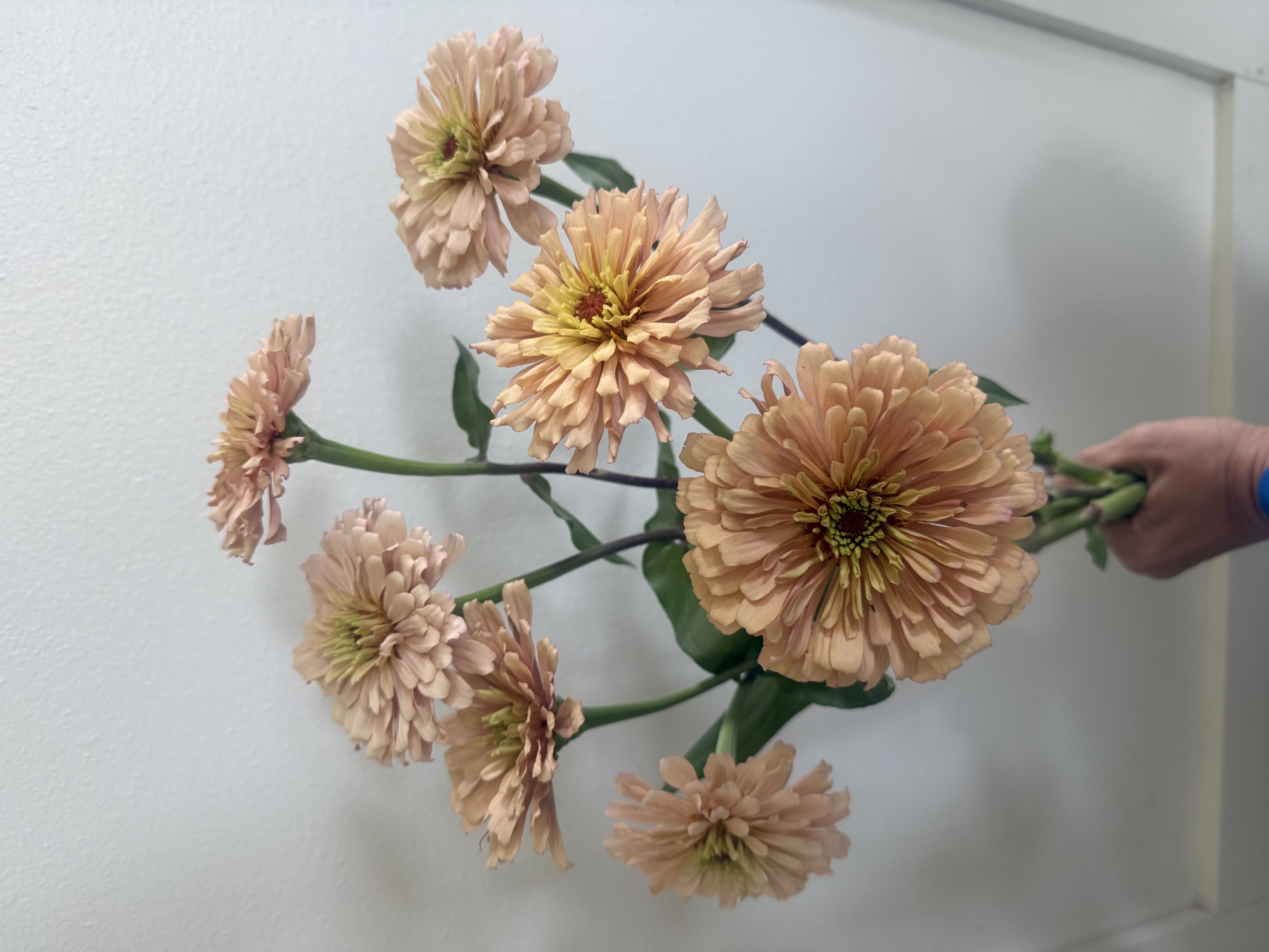 ZINNIA elegans Ballerina