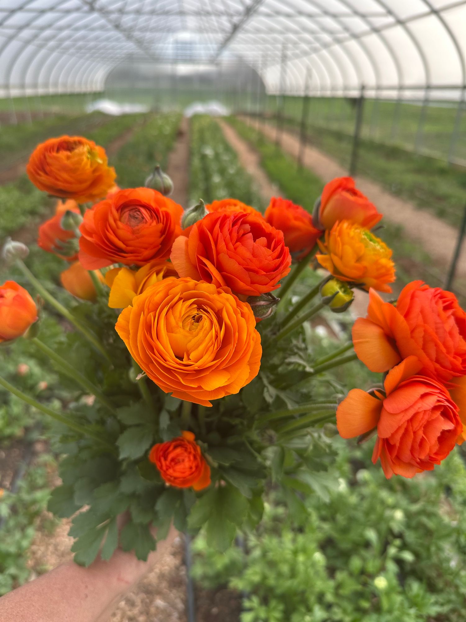 RANUNCULUS La Belle Orange