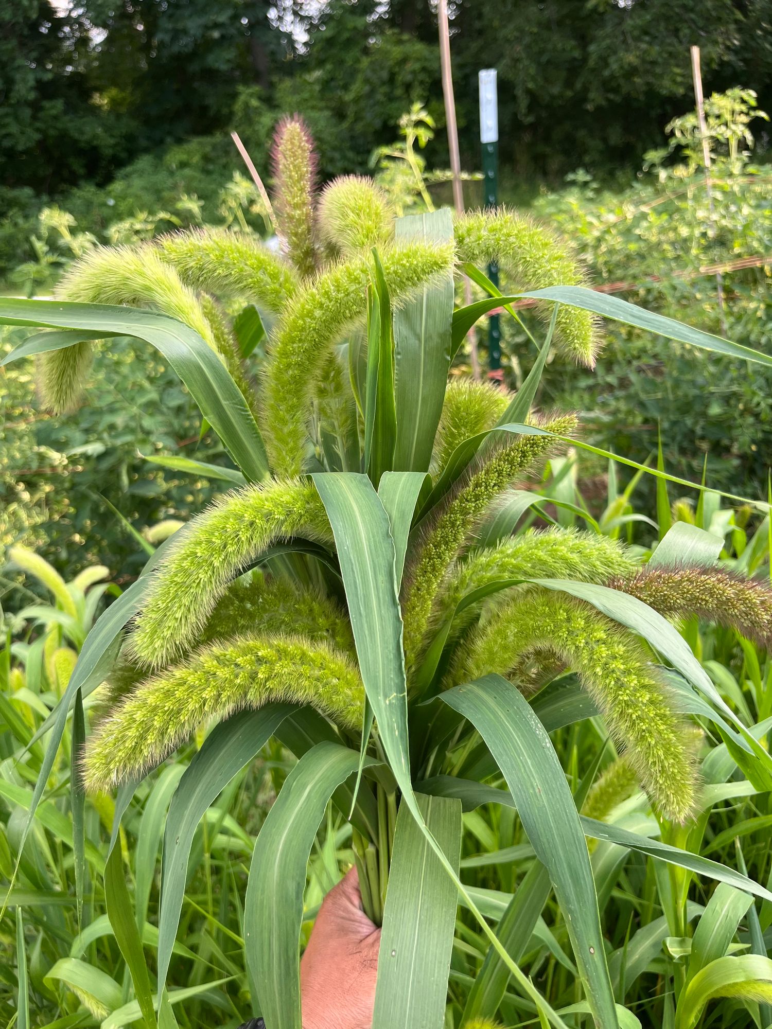 SETARIA italica Red Jewel