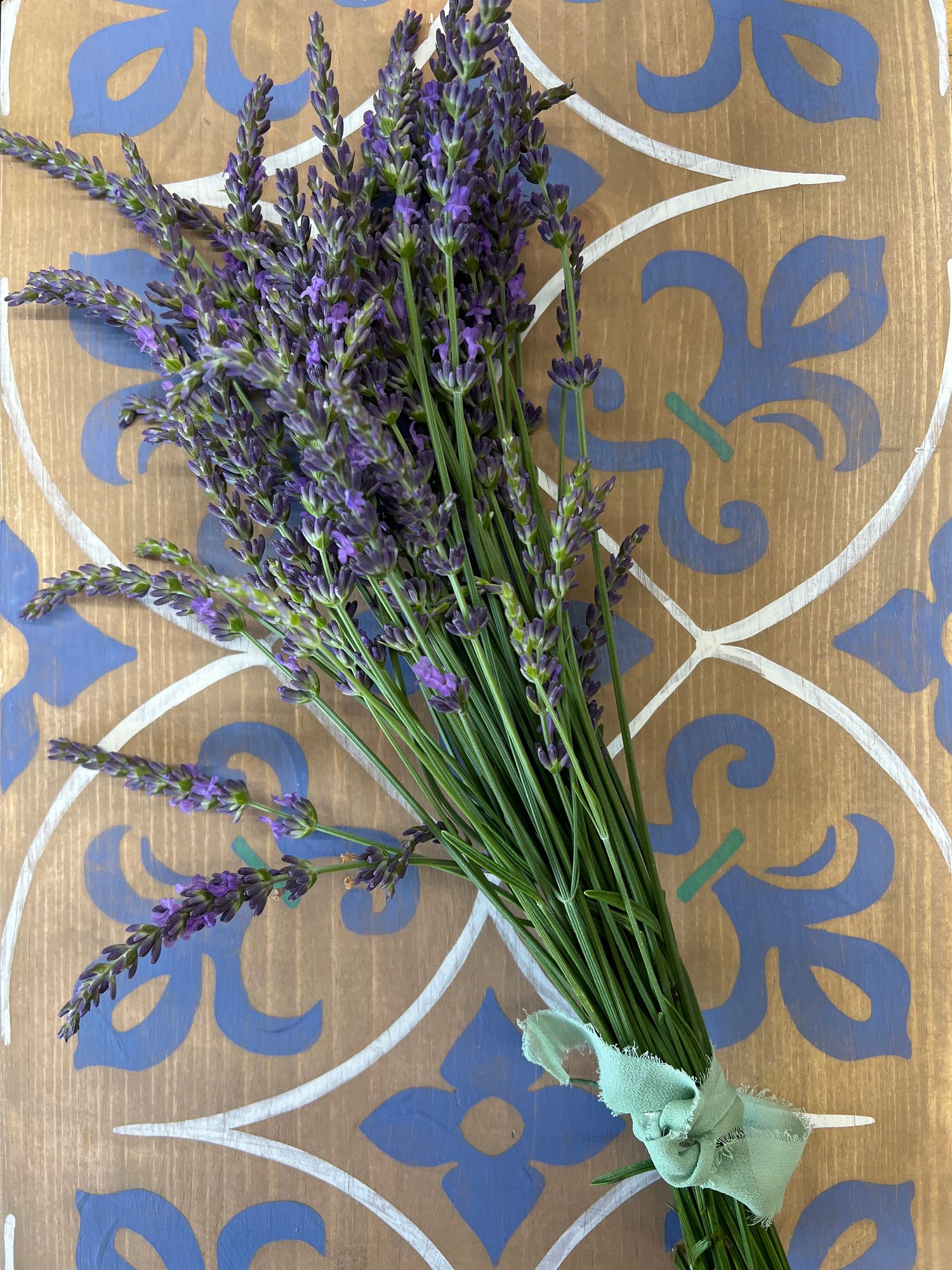 LAVENDULA x intermedia Phenomenal