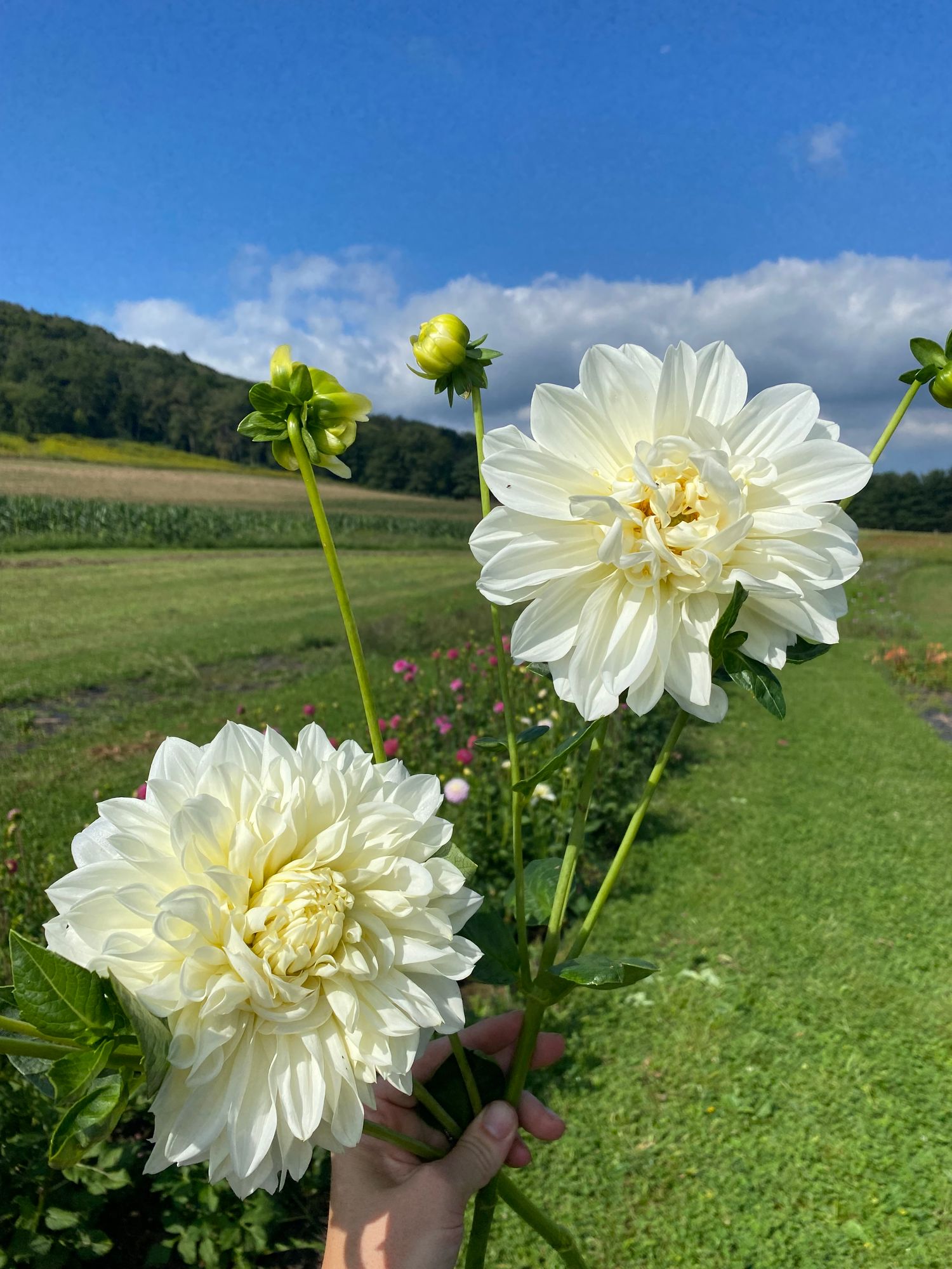 DAHLIA Fleurel