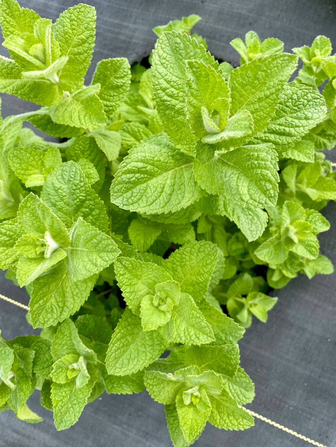 MENTHA suaveolens