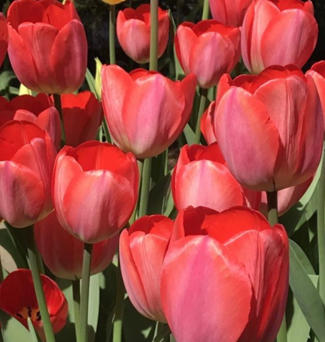 TULIPA