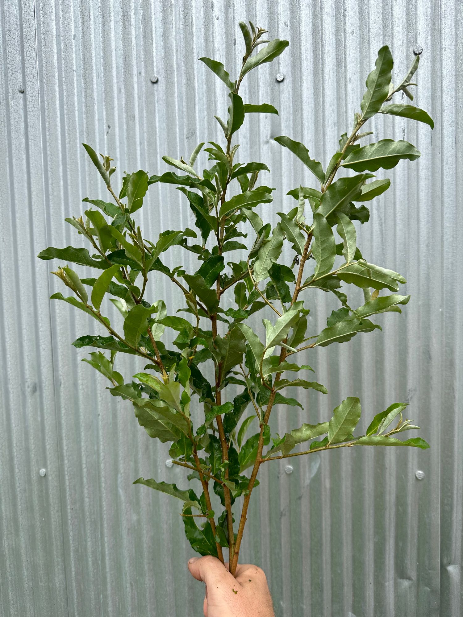 ELAEAGNUS umbellata