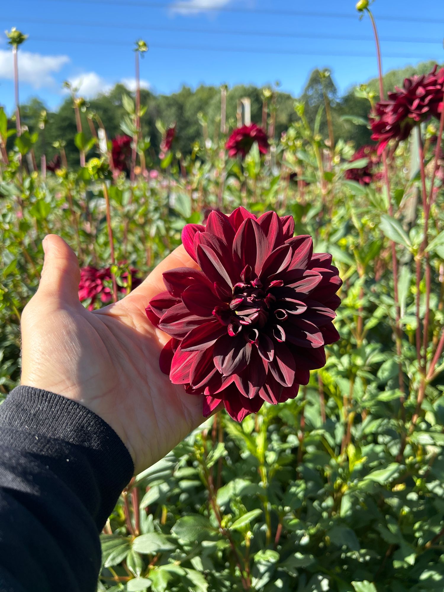 DAHLIA Decorative