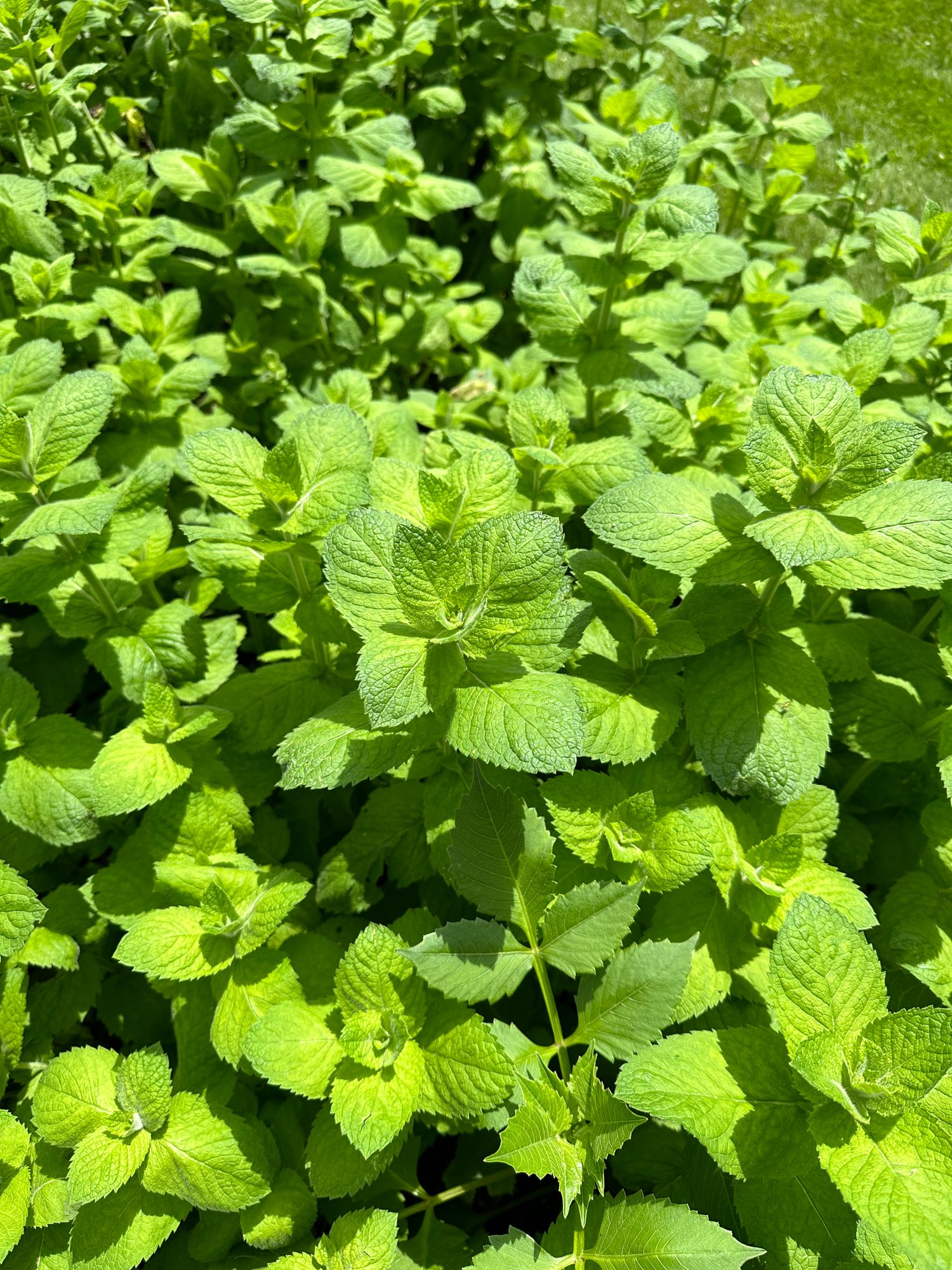 MENTHA suaveolens