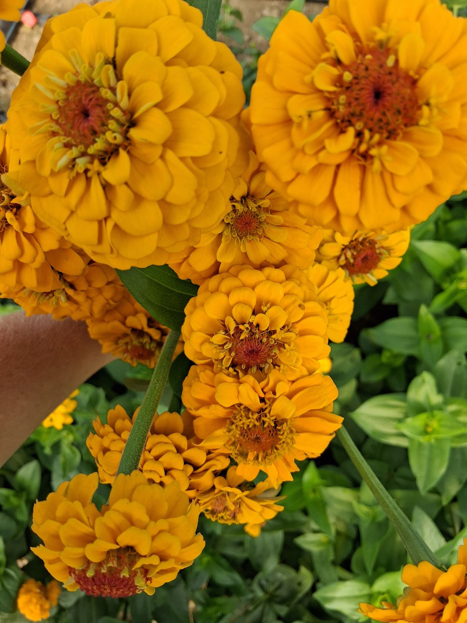 ZINNIA elegans Oklahoma Golden Yellow