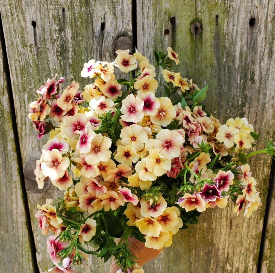 PHLOX drummondii Cherry Caramel
