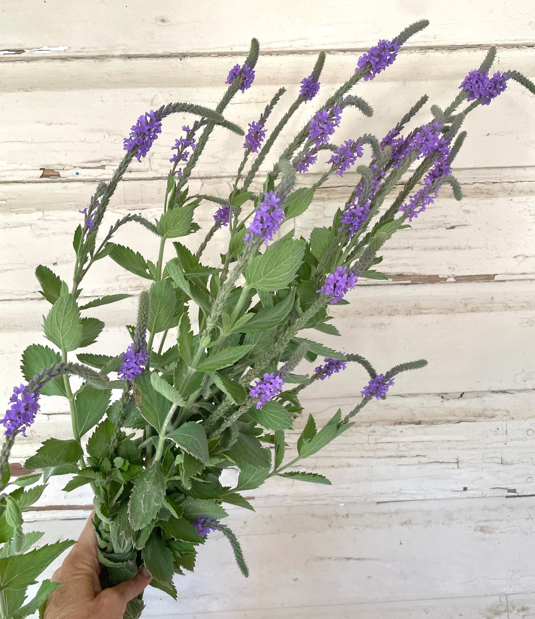 VERBENA stricta