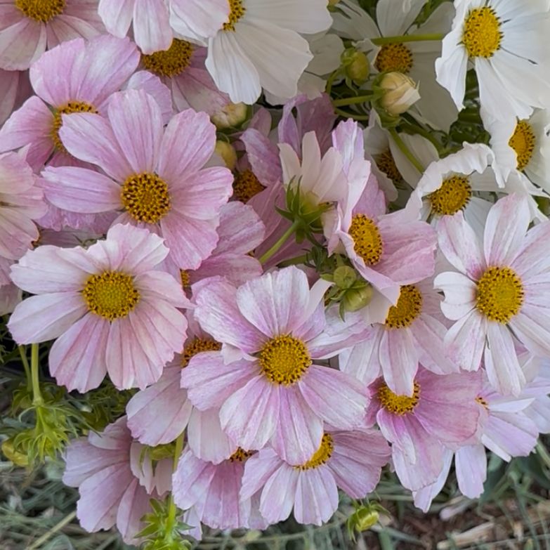 COSMOS bipinnatus Versailles Flush