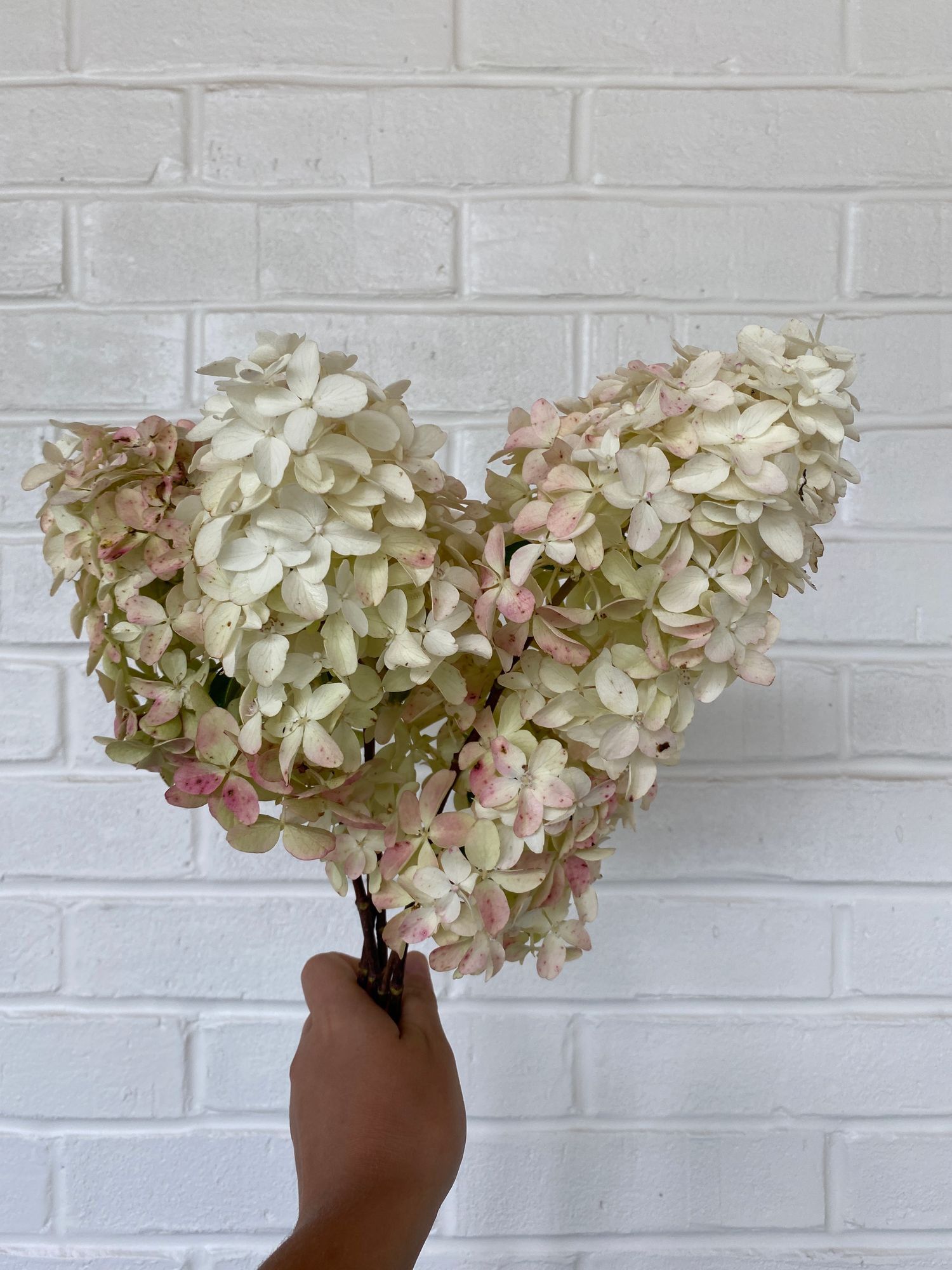 HYDRANGEA paniculata Quick Fire