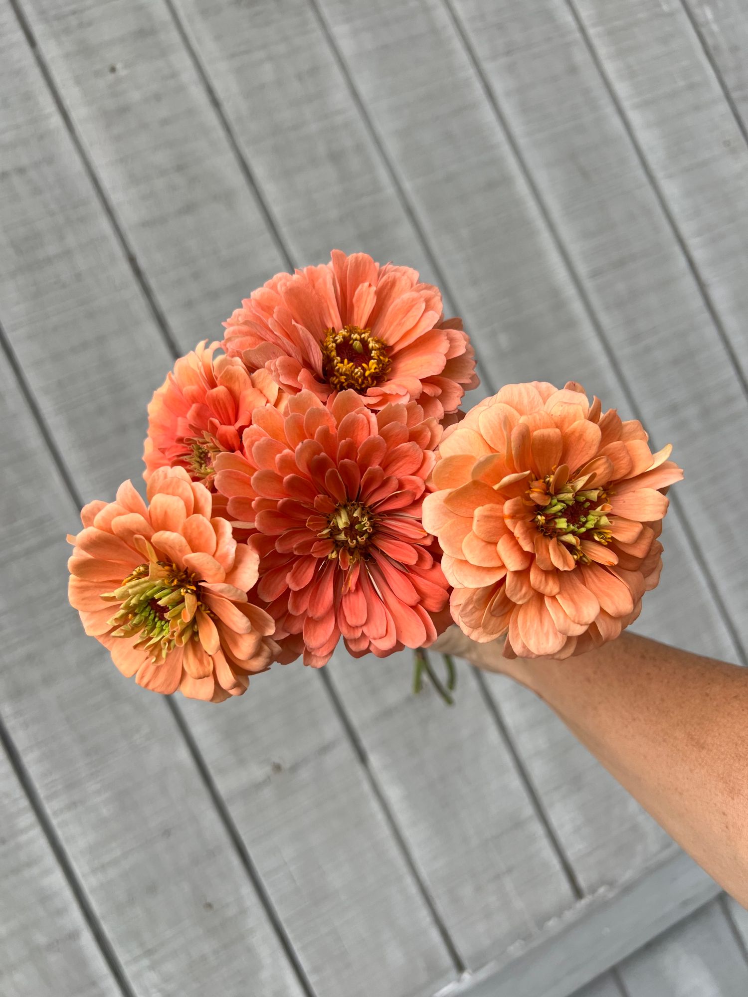 ZINNIA elegans Benarys Giant Salmon Rose